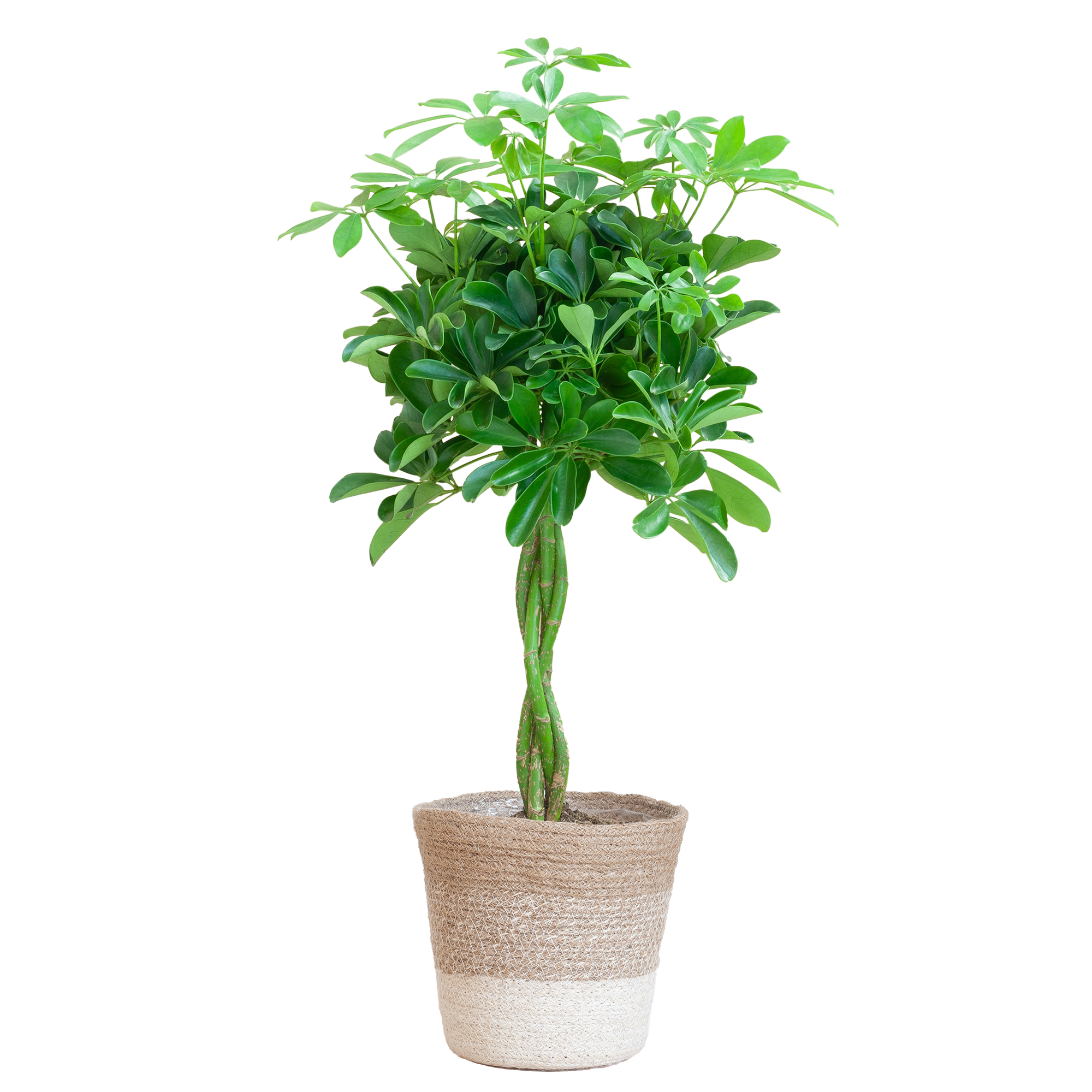 Schefflera Arab Nora mit Pflanzkorb Lissabon weiß  - 70cm - Ø21