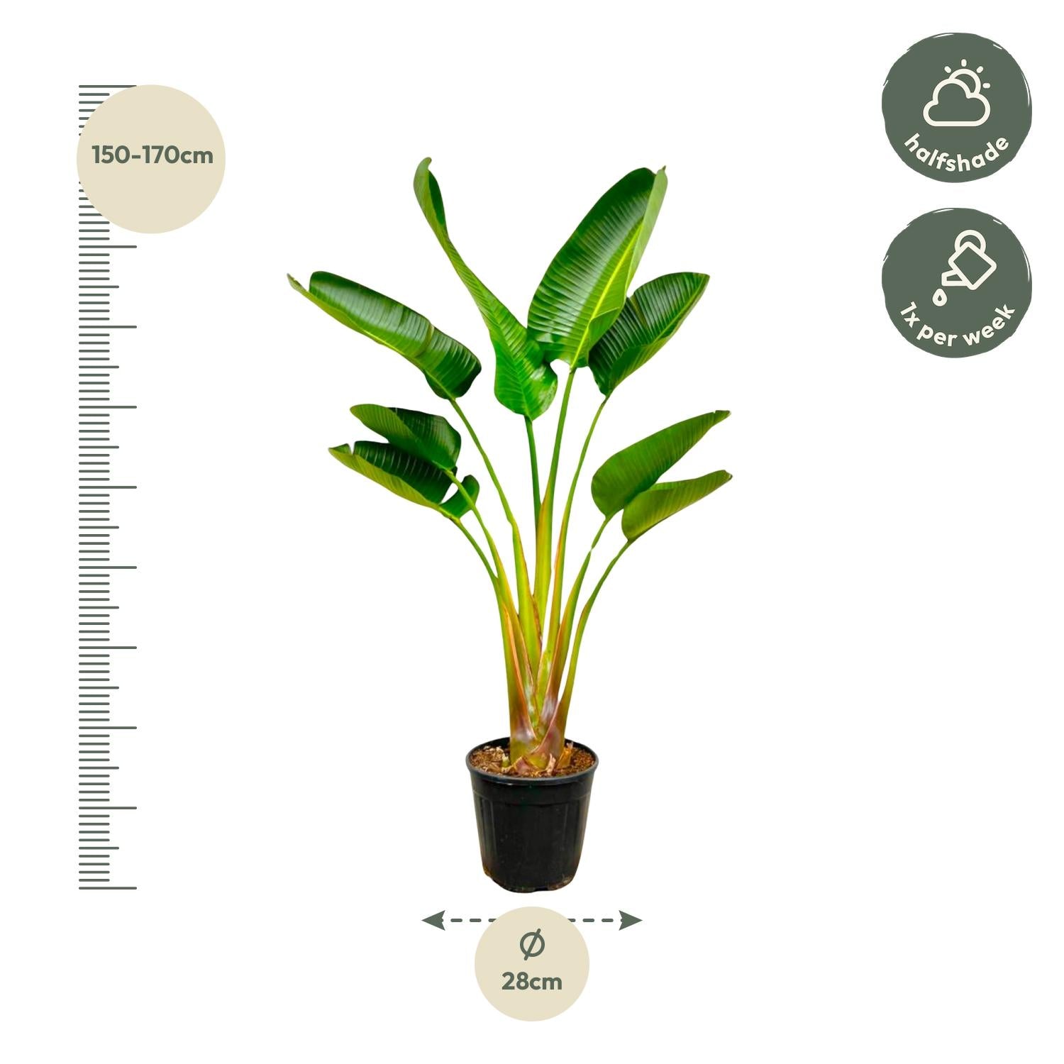 Strelitzia Augusta – Exotische Zimmerpflanze mit imposanten Blättern ø21 - 24cm - ↕160cm
