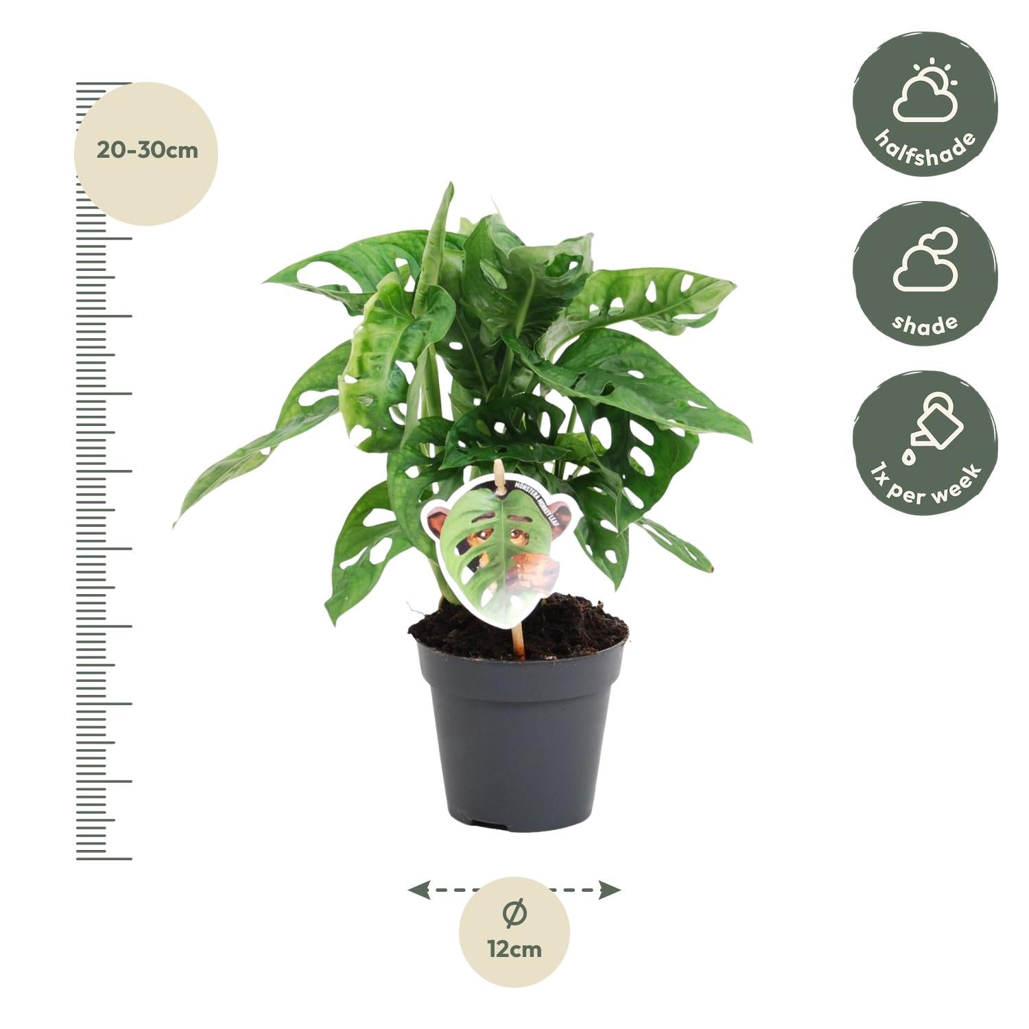 Monstera obliqua &