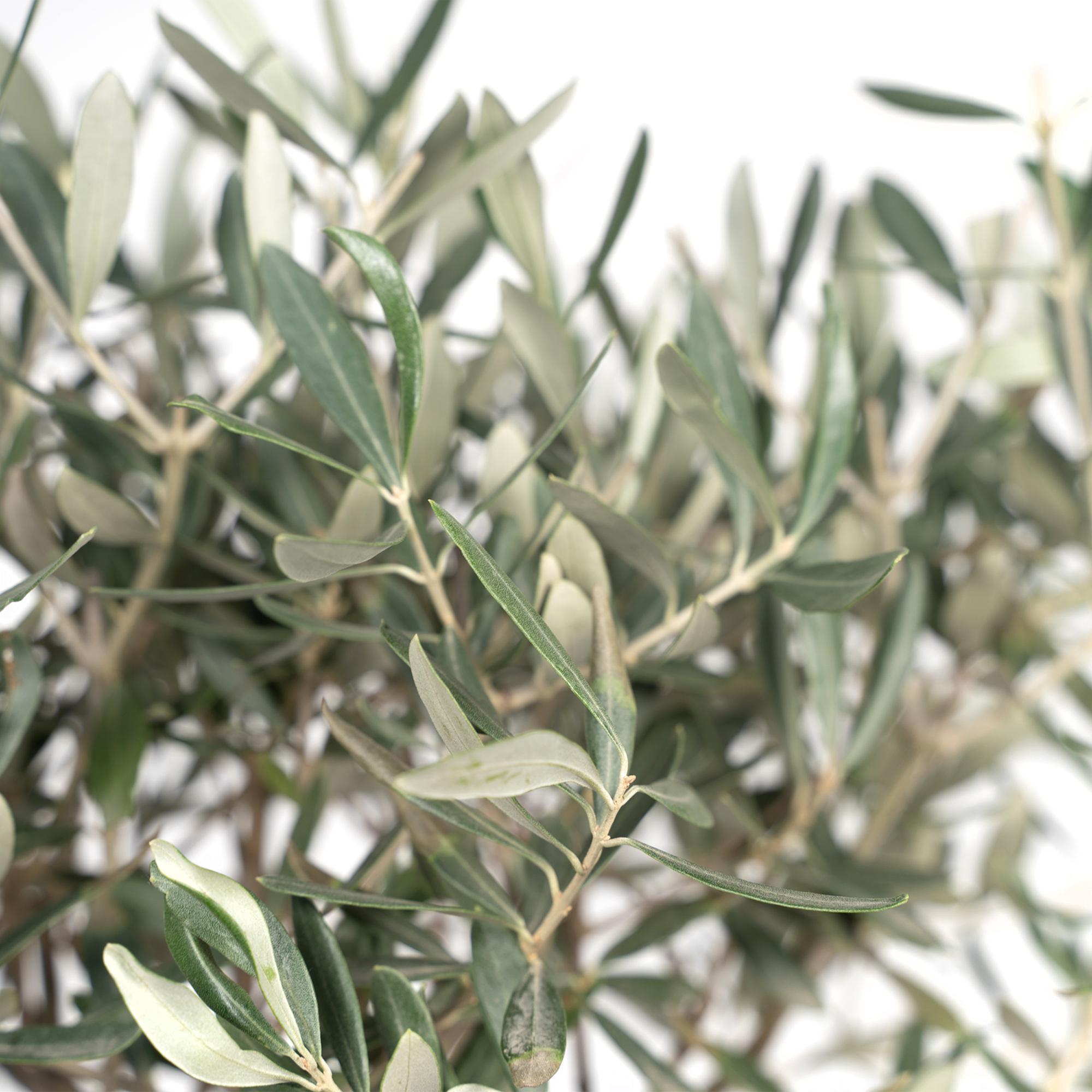 Europaea auf Stamm – Olivenbaum – Ø19 cm – ↕90 cm – Mediterrane Pflanze