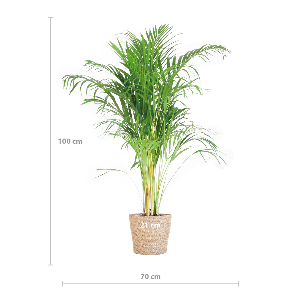 Areca Palm (Dypsis) mit Sofia-Korb natur - 100cm - Ø21