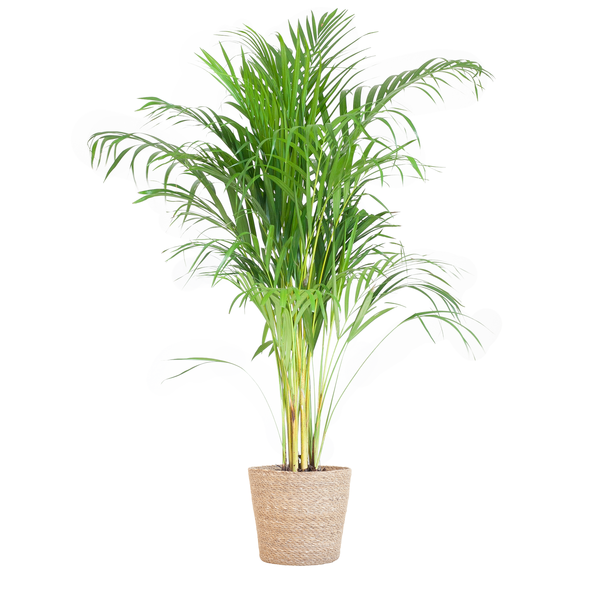 Areca Palm (Dypsis) mit Sofia-Korb natur - 100cm - Ø21