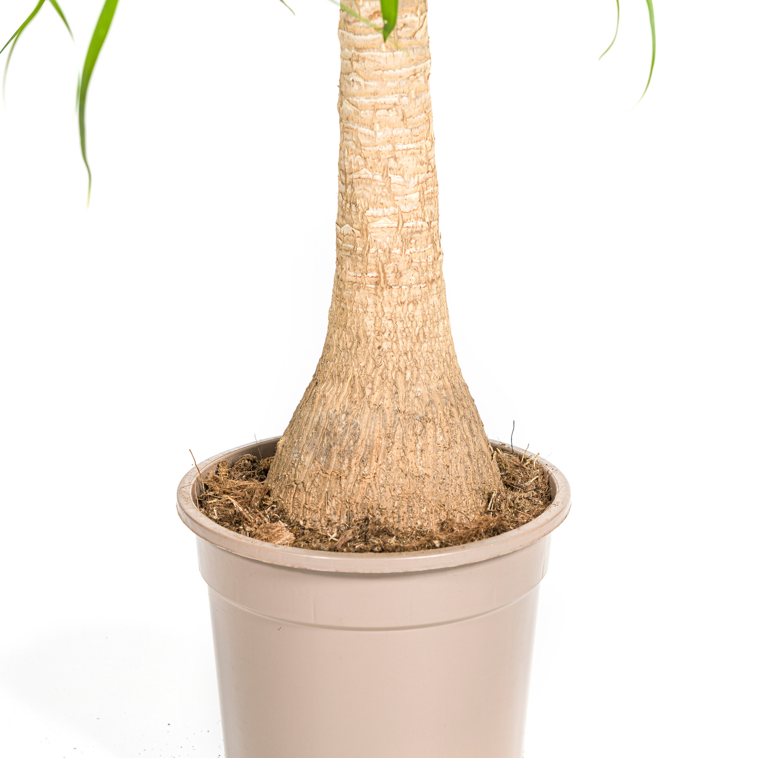 Beaucarnea Recurvata am Stamm – Exklusive Zimmerpflanze mit dekorativem Stamm Ø21cm - ↕60 - 80cm