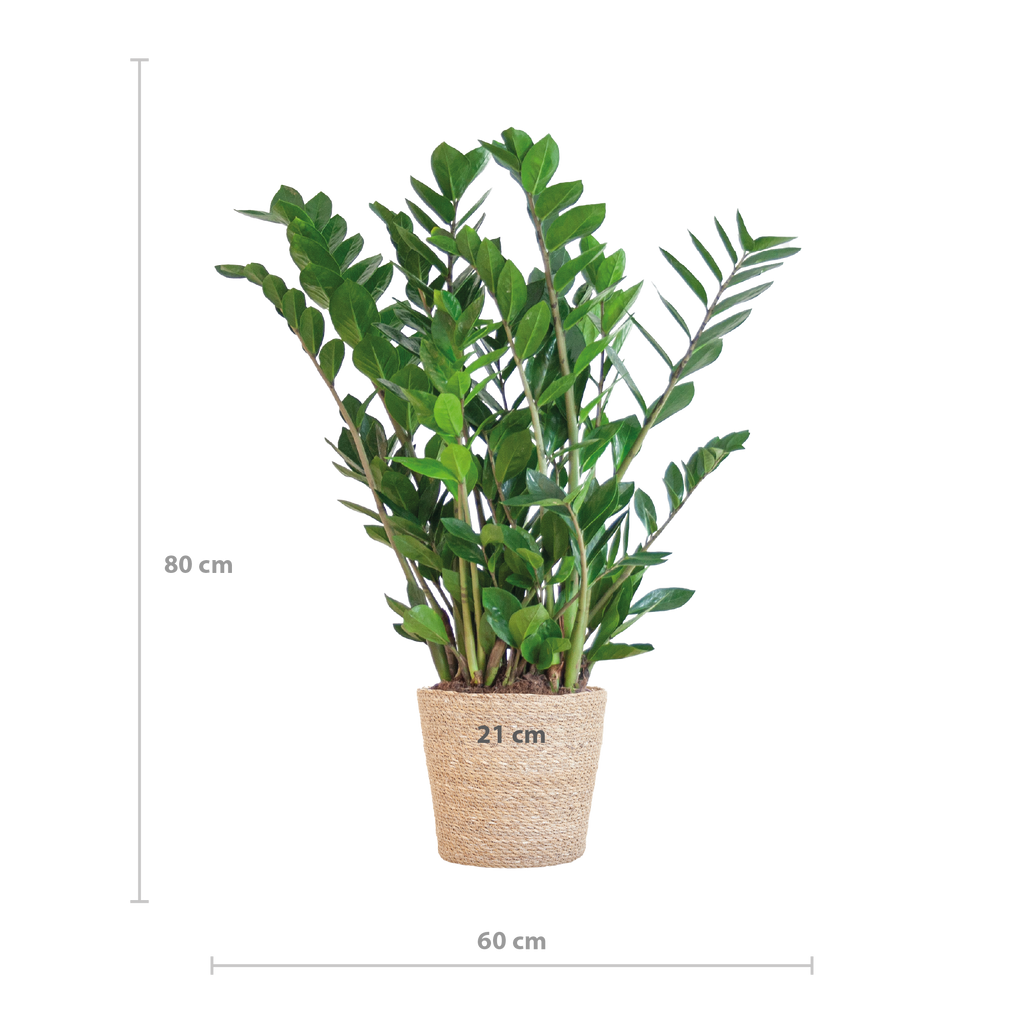 Zamioculcas Zamiifolia mit Sofia-Korb natur  - 80cm - Ø21