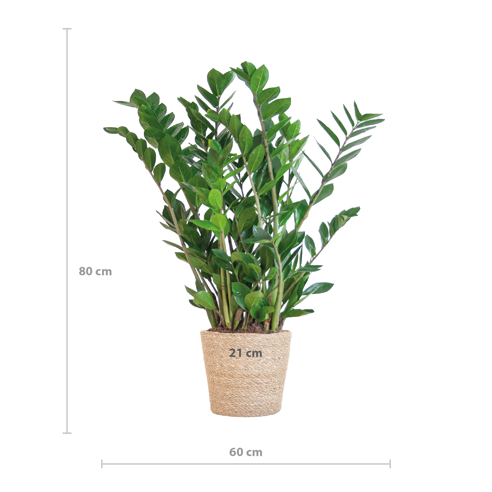 Zamioculcas Zamiifolia mit Sofia-Korb natur  - 80cm - Ø21
