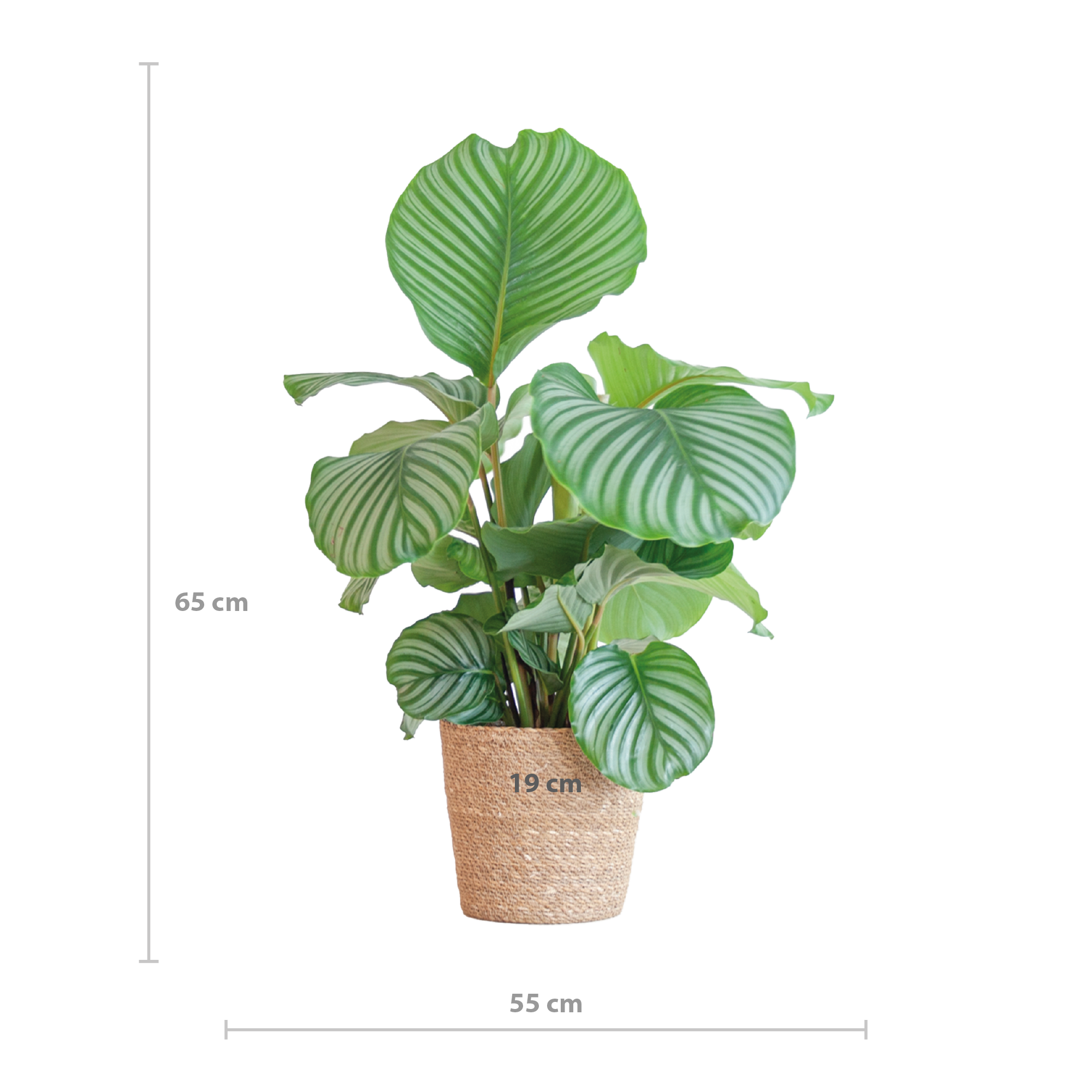 Calathea Orbifolia mit Sofia-Korb natur  - 65cm - Ø21