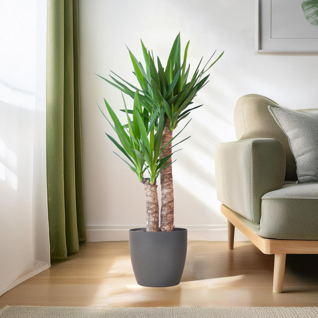 Yucca Elephantipes mit Viber Schwarz - 90cm - Ø21