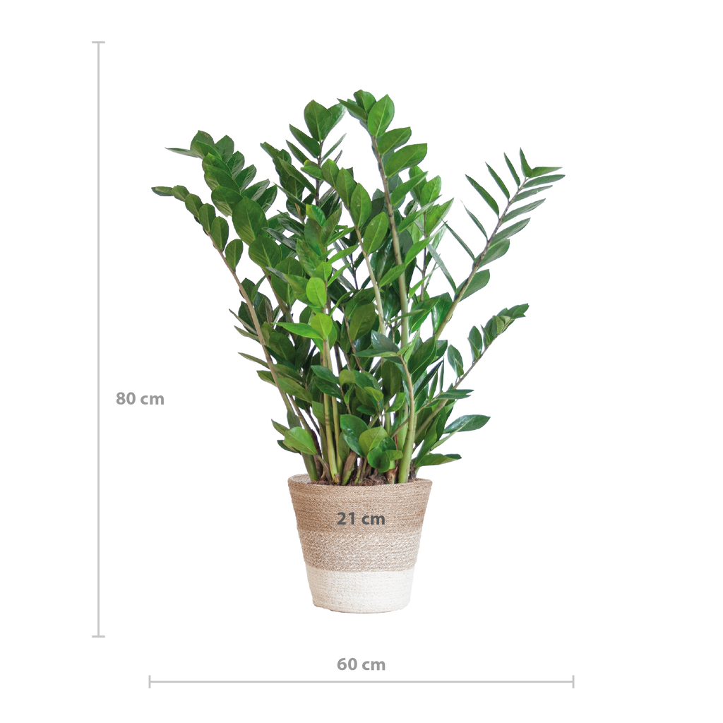 Zamioculcas Zamiifolia mit Pflanzkorb Lissabon weiß  - 80cm - Ø21