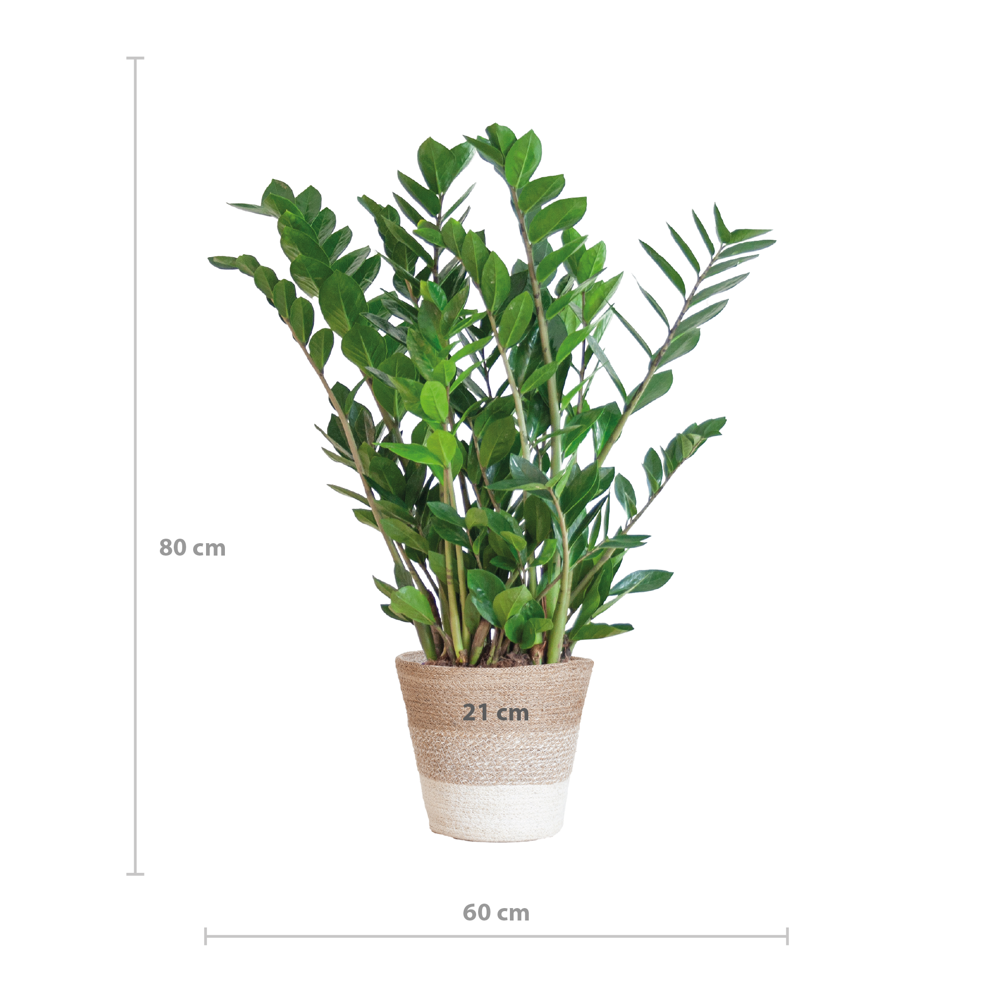 Zamioculcas Zamiifolia mit Pflanzkorb Lissabon weiß  - 80cm - Ø21