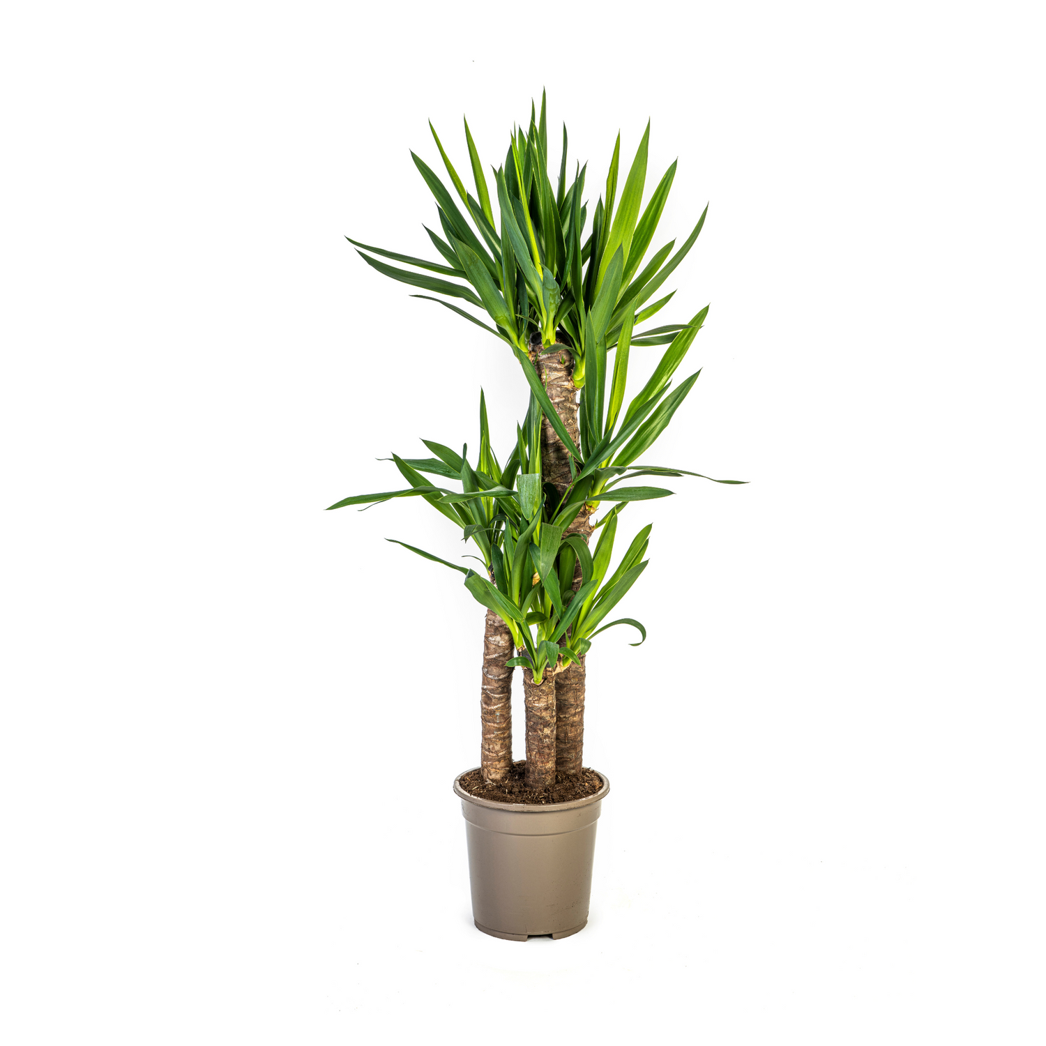 Yucca Palme Elephantipes – Robuste, moderne Zimmerpflanze Ø21cm - ↕90 - 110cm