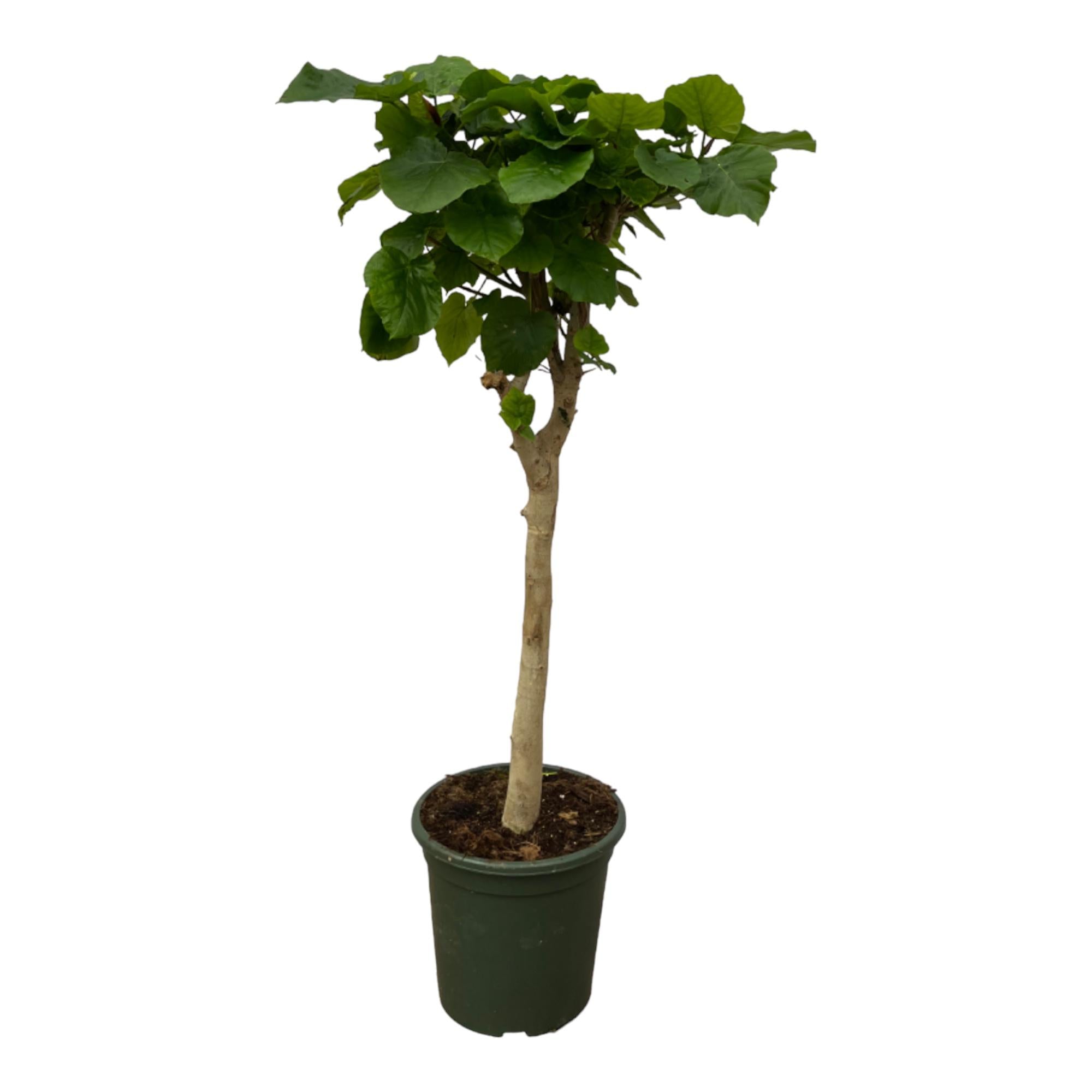 Ficus Umbellata stam - 180 cm - Ø30cm