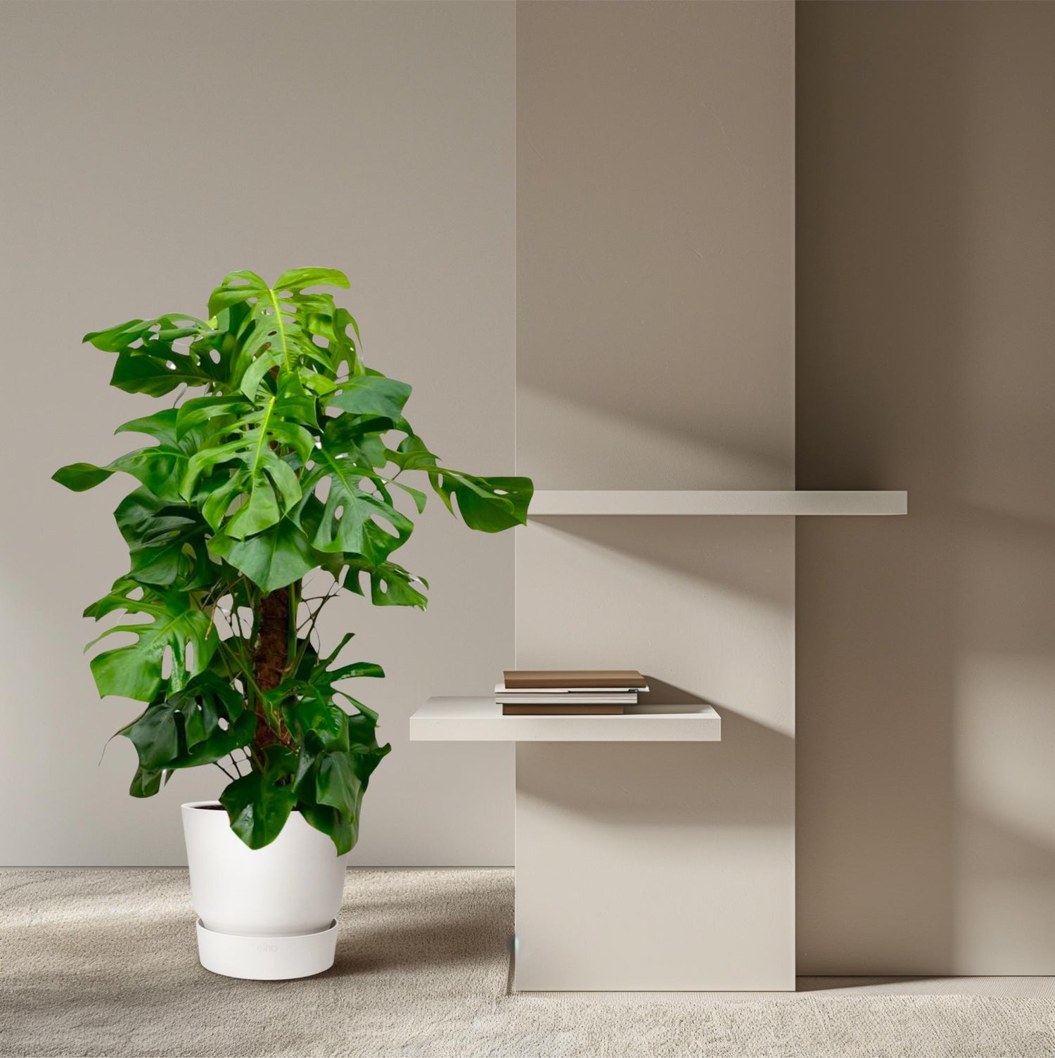 Monstera Deliciosa XXL – Große, exotische Zimmerpflanze ø27 - ↕150cm