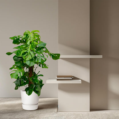 Monstera Deliciosa XXL – Große, exotische Zimmerpflanze ø27 - ↕150cm
