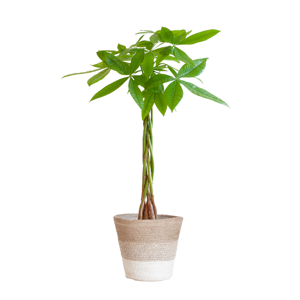 Pachira Aquatica mit Pflanzkorb Lissabon weiß  - 80cm - Ø21