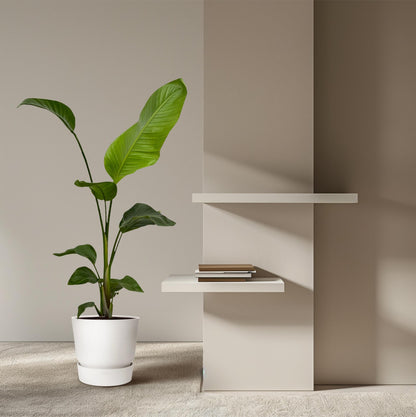 2x Strelitzia Nicolai – Exotische Zimmerpflanzen für stilvolle Räume ø17cm - ↕100cm