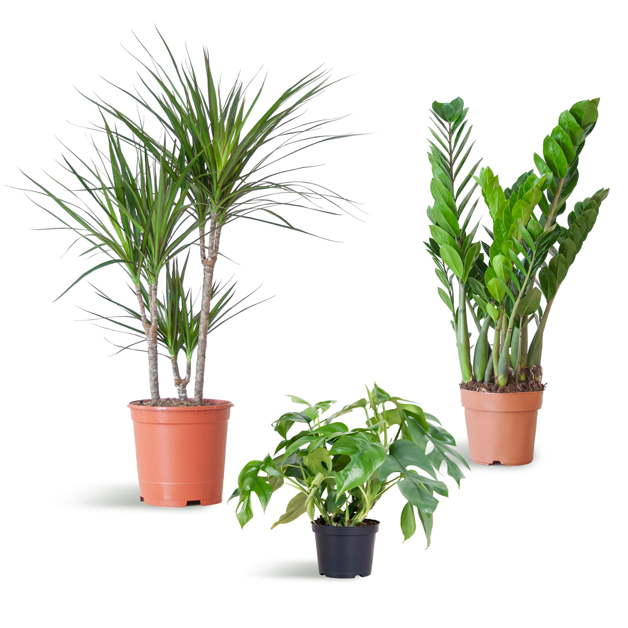 Shade Plant Box - medium - ohne Dekotopf