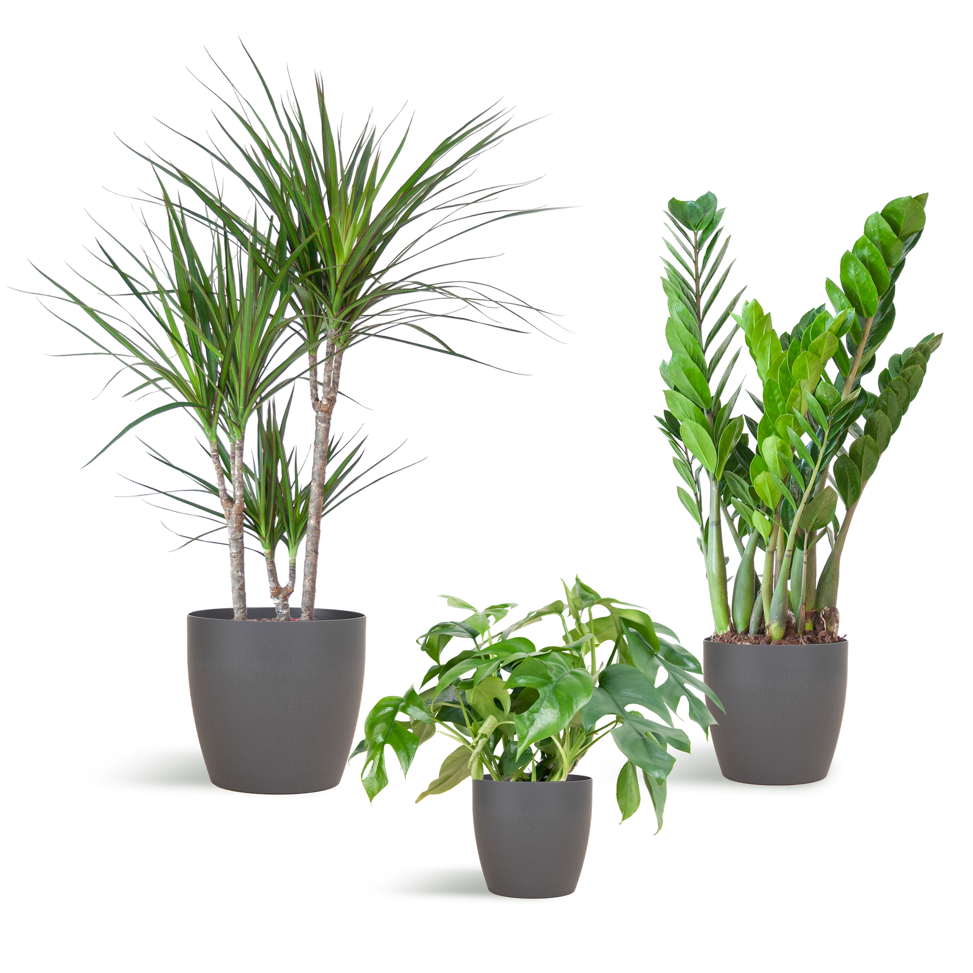 Shade Plant Box – medium – mit Vibers-Topf grau