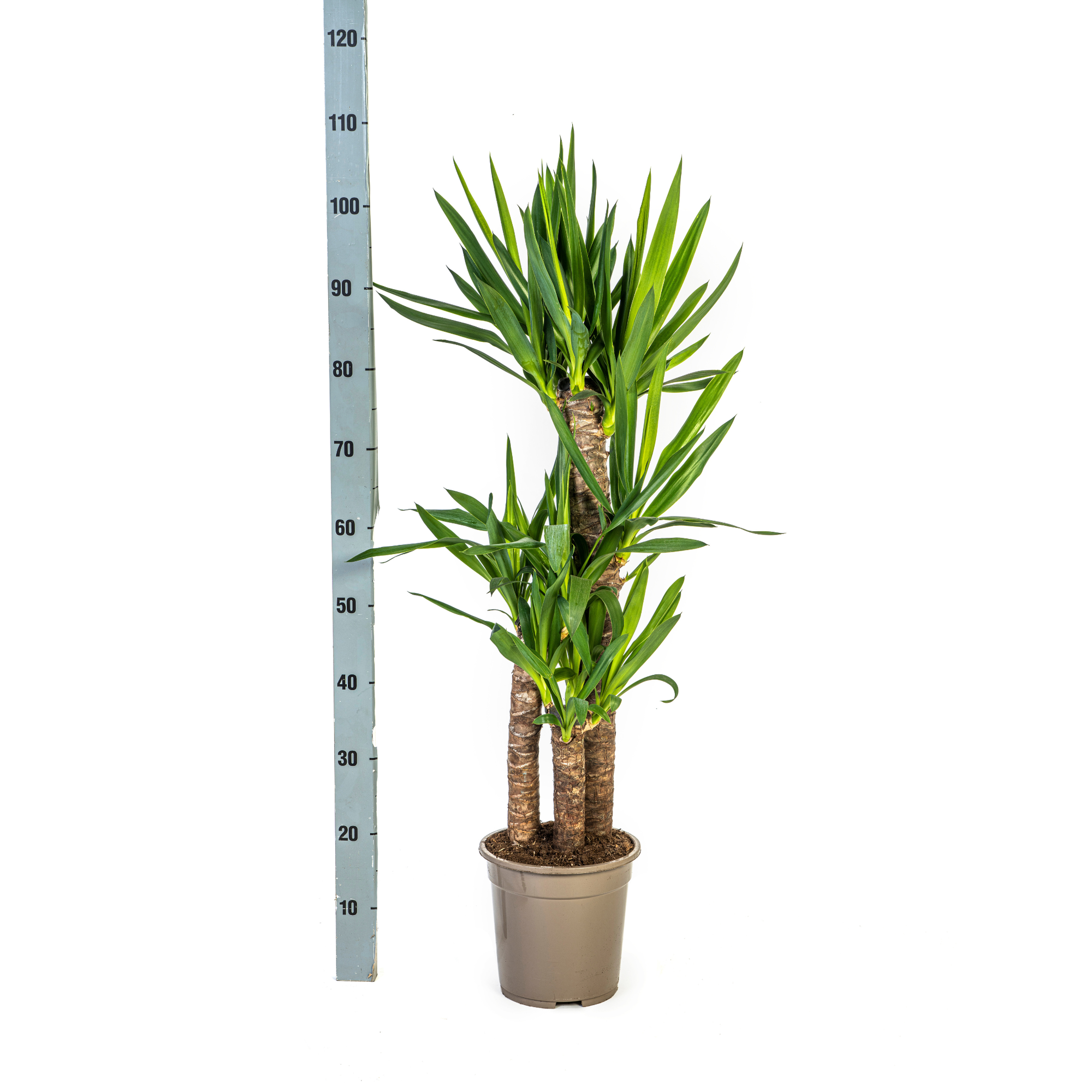 Yucca Elephantipes Ø21cm - ↕90 - 110cm
