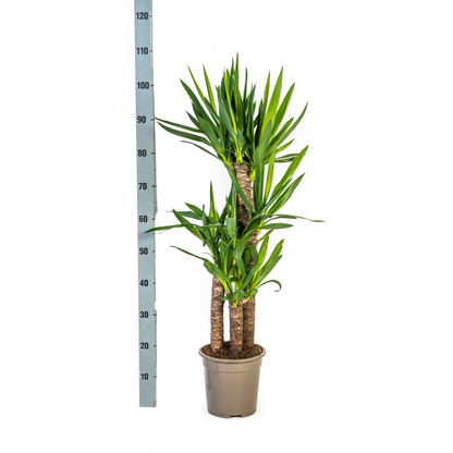 Yucca Palme Elephantipes – Robuste, moderne Zimmerpflanze Ø21cm - ↕90 - 110cm