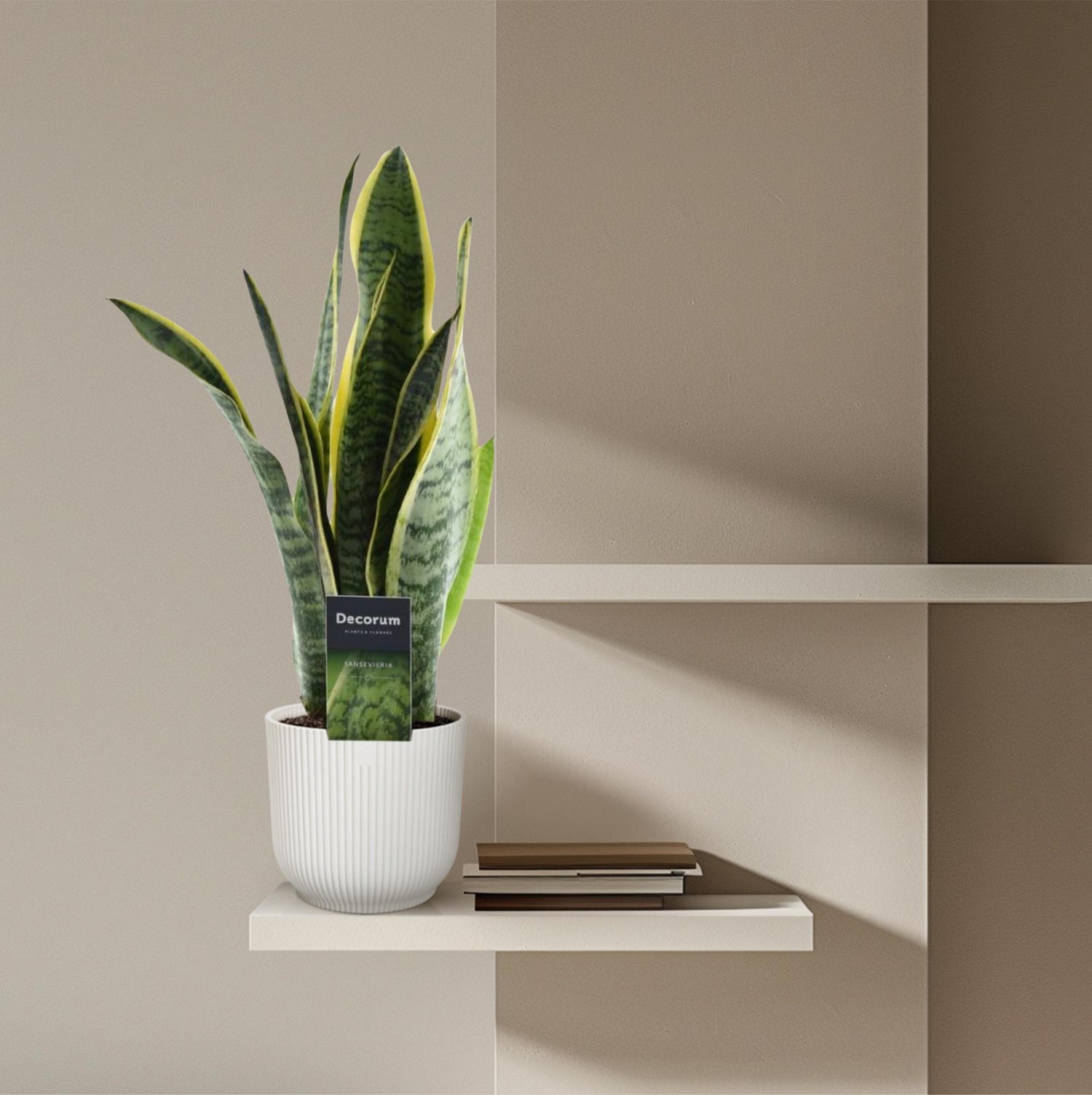 Sansevieria Laurentii – Robuste, pflegeleichte Zimmerpflanze - ø12 - ↕45 cm