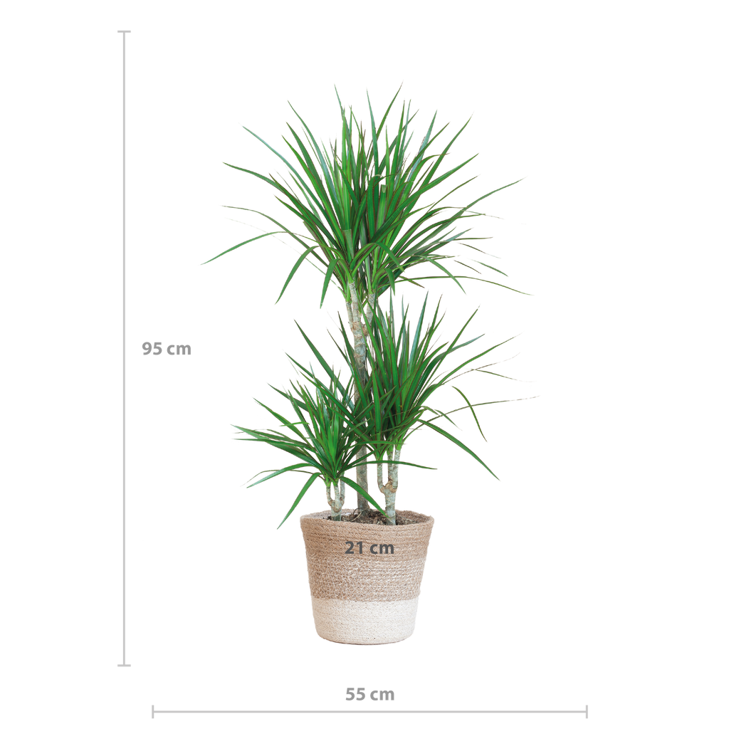 Dracaena Marginata mit weißem Lissabon-Korb - 95 cm - Ø21
