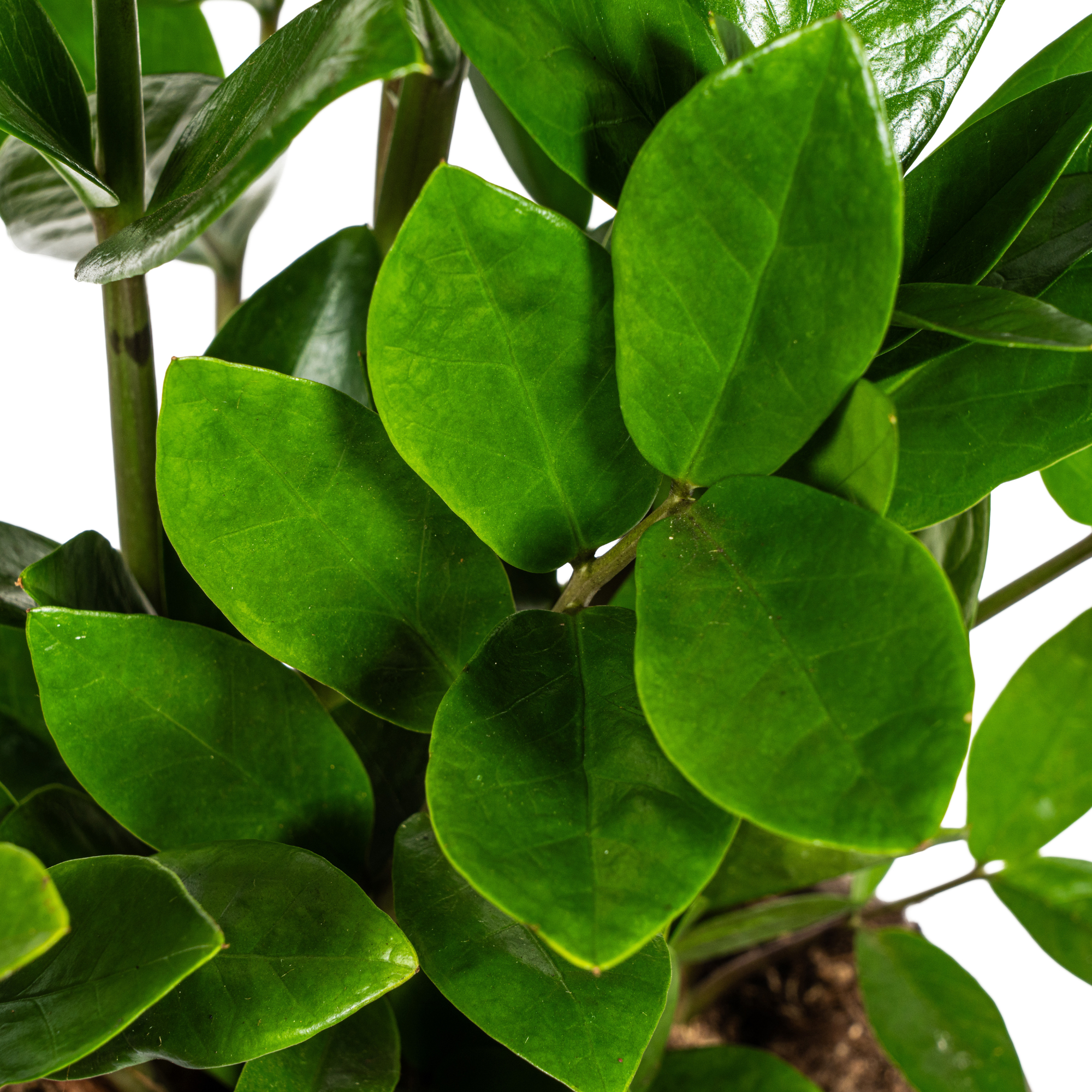 Zamioculcas Zamiifolia – Stilvolle, große pflegeleichte Zimmerpflanze Ø21 - 24cm - ↕90cm