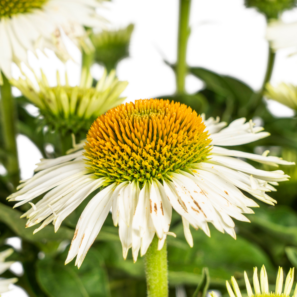 Echinacea purpurea White Ø19cm - ↕60 - 70cm