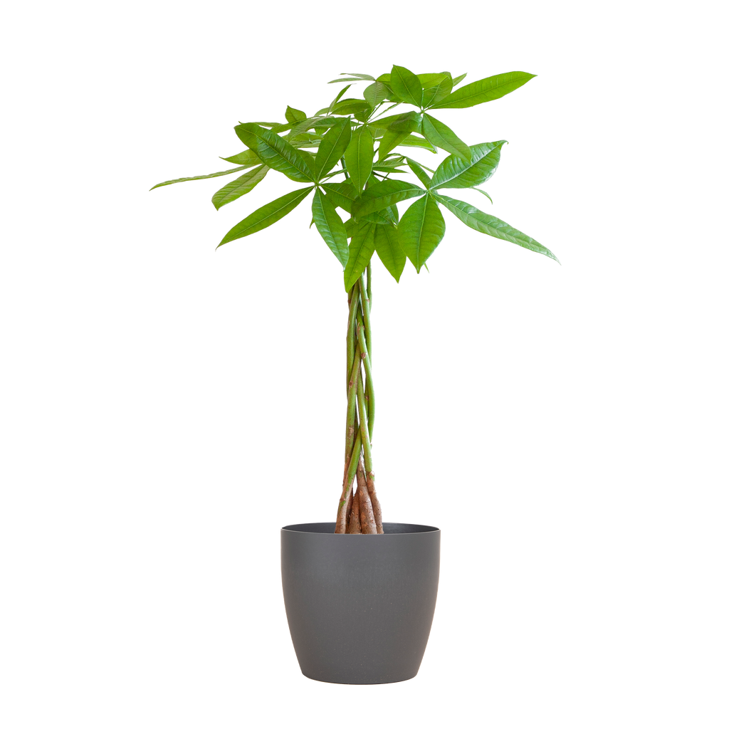 Pachira Aquatica mit Viber Grau - 80cm - Ø21