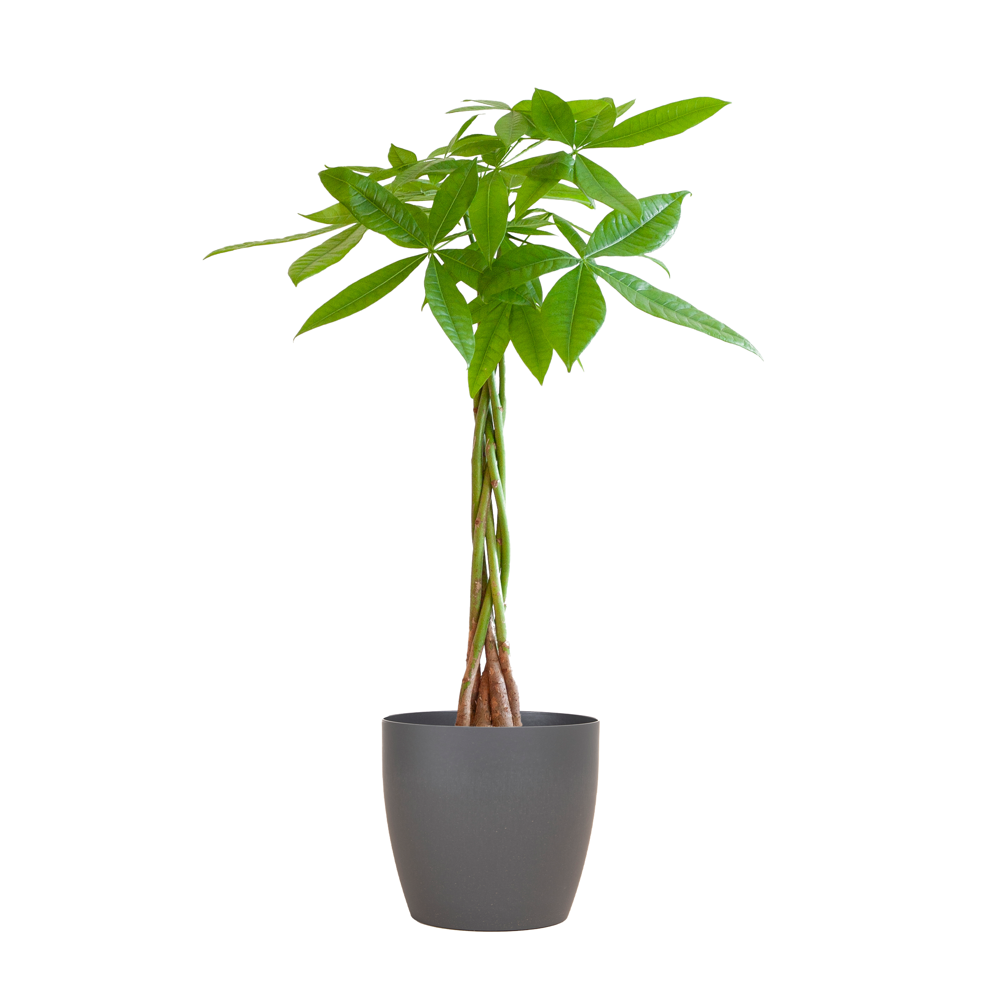 Pachira Aquatica mit Viber Grau - 80cm - Ø21