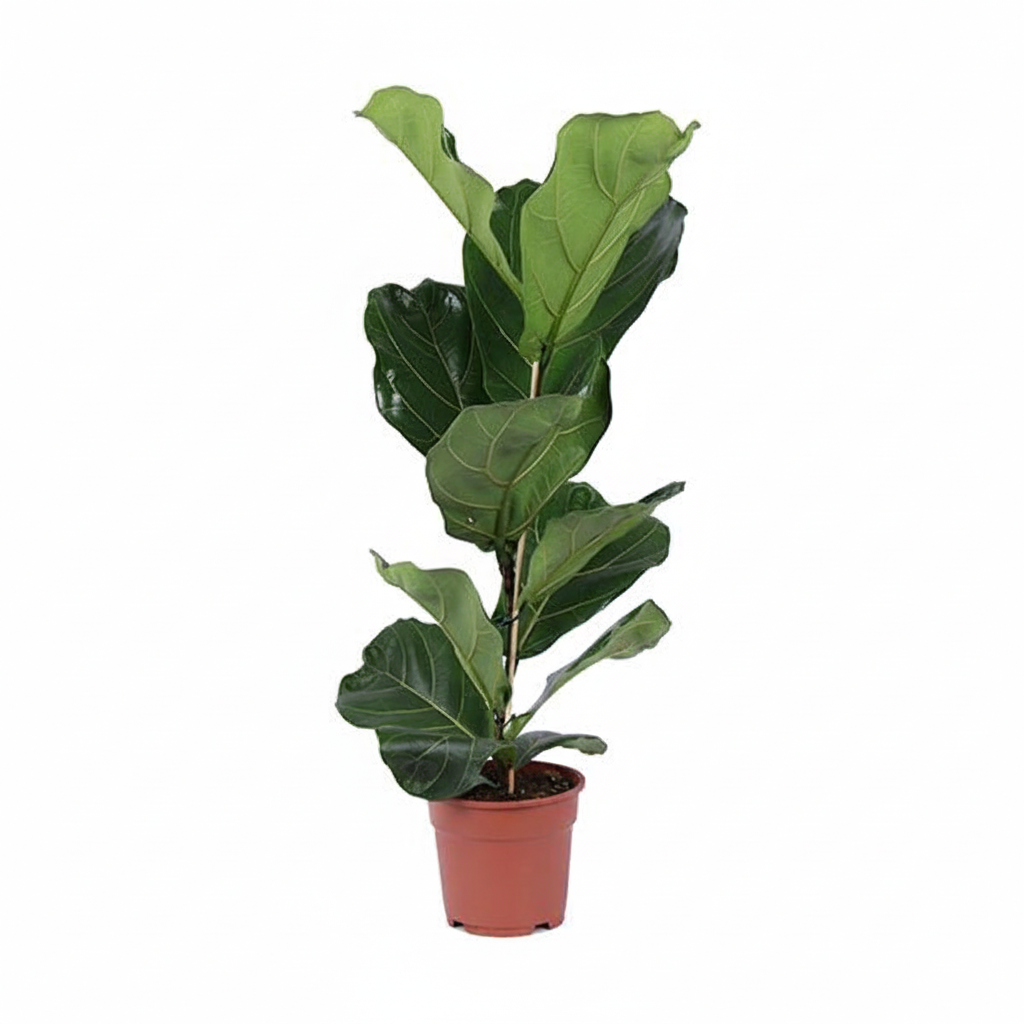 Ficus Lyrata Strauch – Edle Zimmerpflanze mit markanten Blättern Ø20 - 24cm - ↕80cm