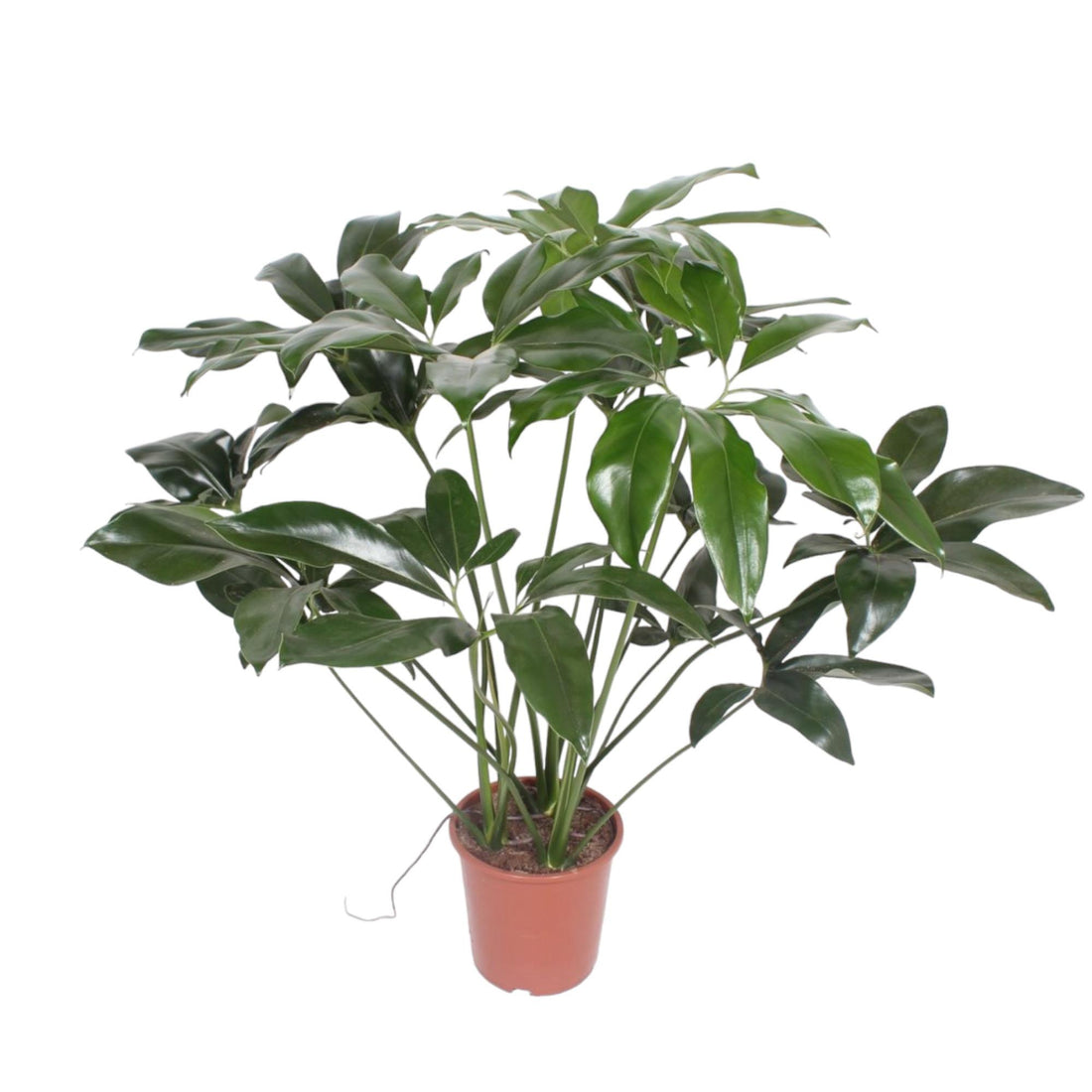 Philodendron Green Wonder, tropische, pflegeleichte Zimmerpflanze - ø24cm - ↕120 cm