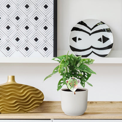 Monstera obliqua &