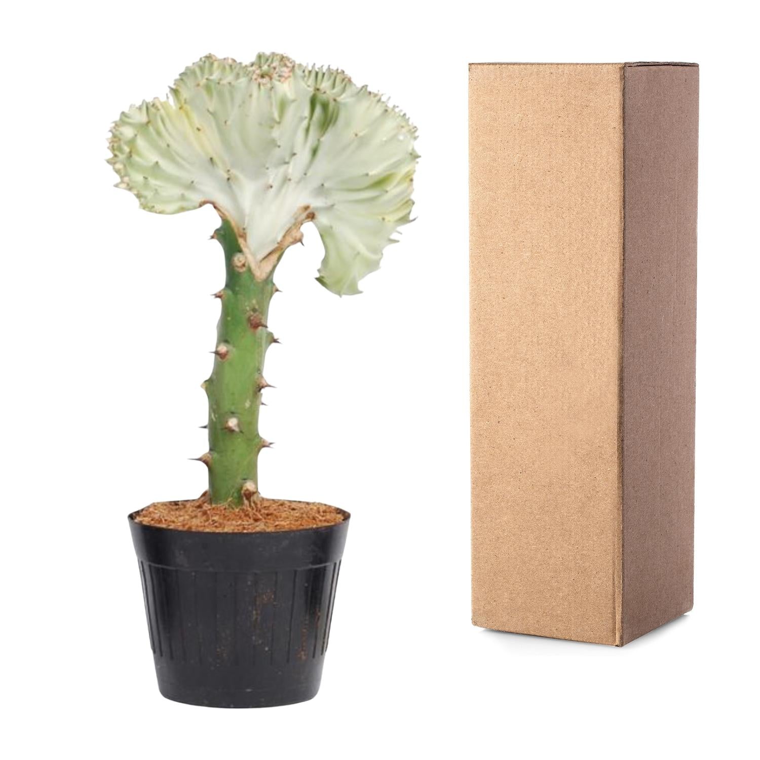 Euphorbia lactea Cristata – Exotische weiß, dekorative Zimmerpflanze Ø10,5 cm - ↕30cm