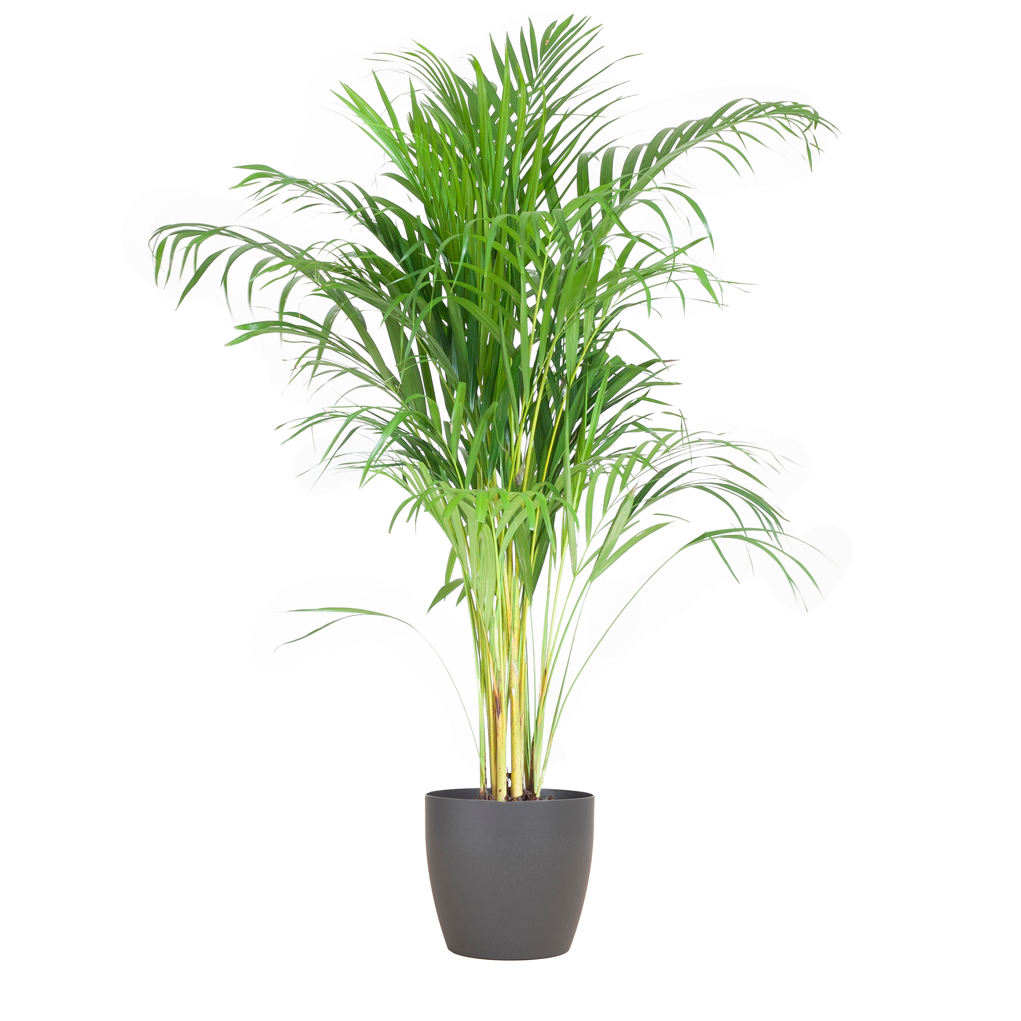 Areca Palm (Dypsis) mit Viber Grau - 100cm - Ø21