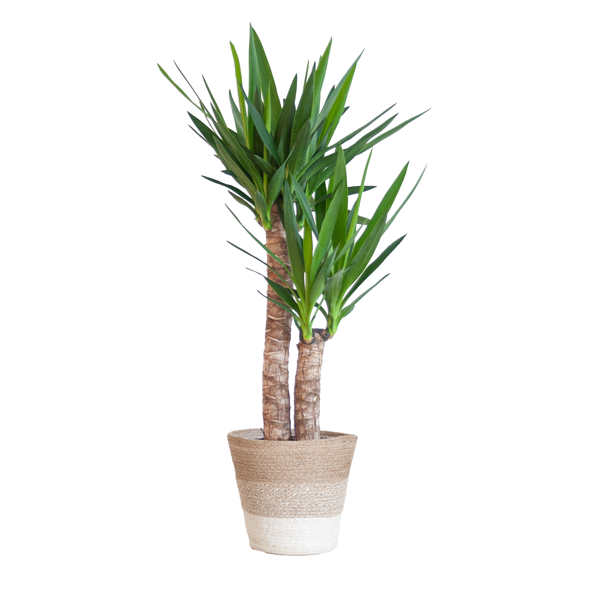 Yucca Elephantipes mit Korb Lissabon weiß - 90cm - Ø21