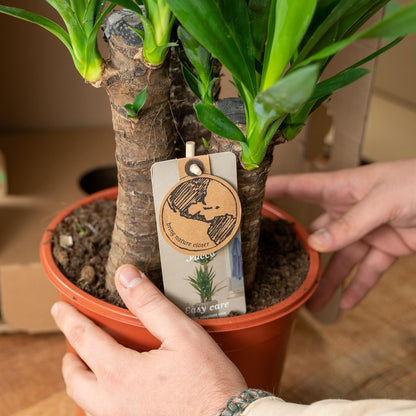 Doppelpack Yucca Palme Elephantipes – Vorteilspreis für stilvolle Zimmerpflanzen Ø17cm - ↕90cm