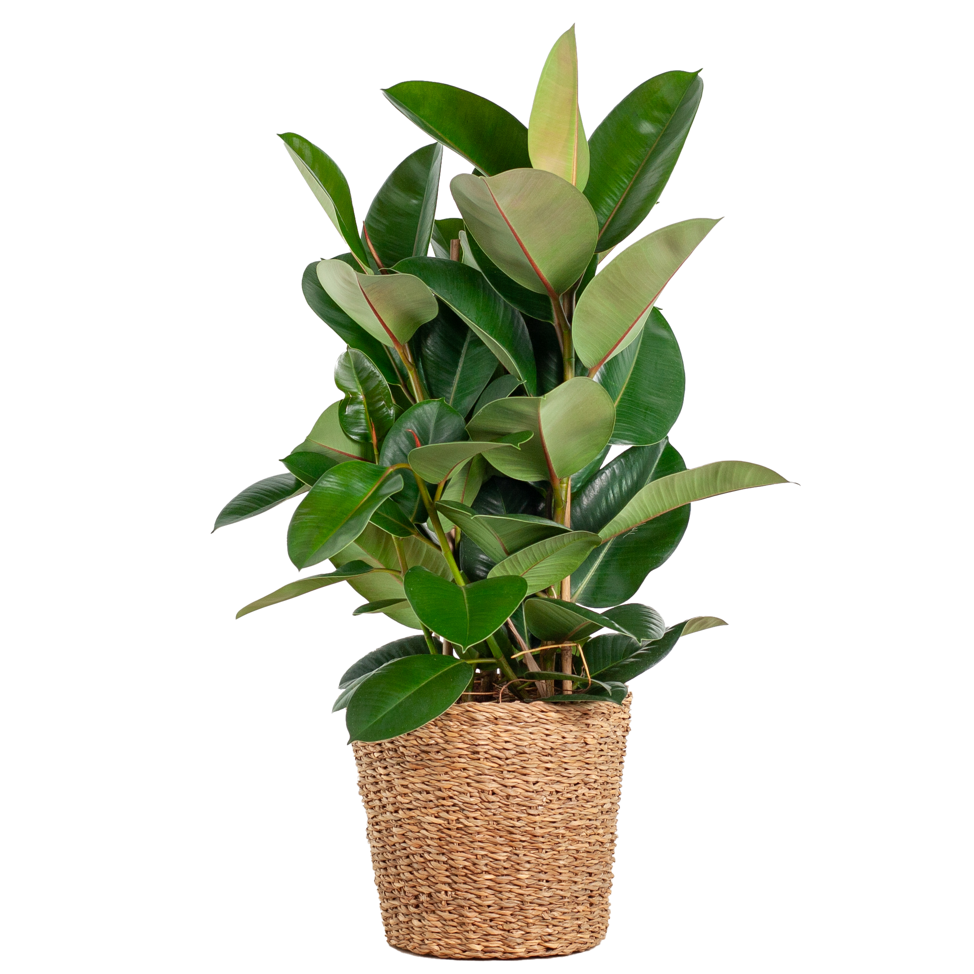 Ficus Elastica Robusta XL mit Korb Torun - 90cm - Ø27