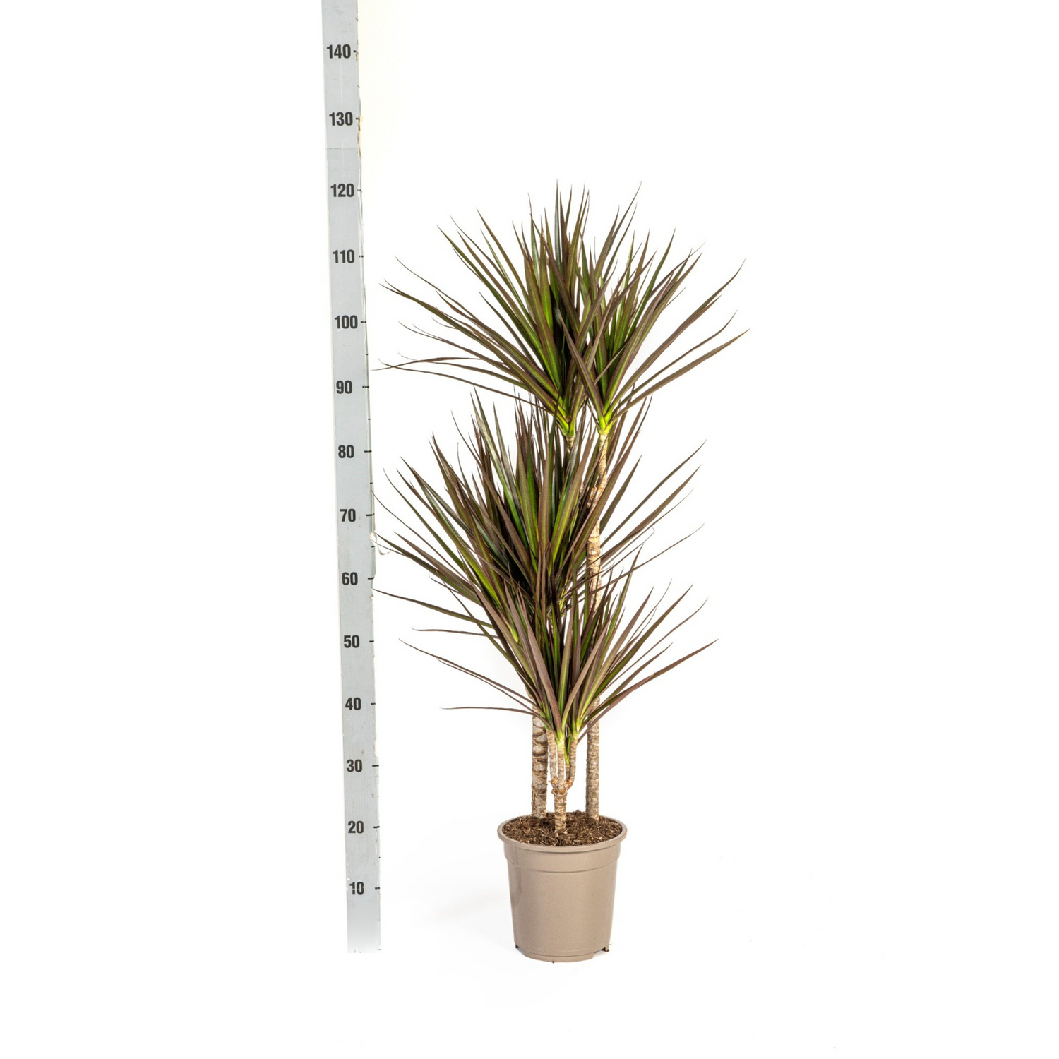 Dracaena Marginata Magenta – Tropische, elegante Zimmerpflanze ø21 - ↕110 - 130 cm