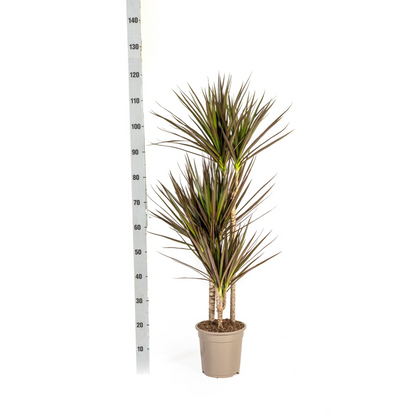 Dracaena Marginata Magenta – Tropische, elegante Zimmerpflanze ø21 - ↕110 - 130 cm