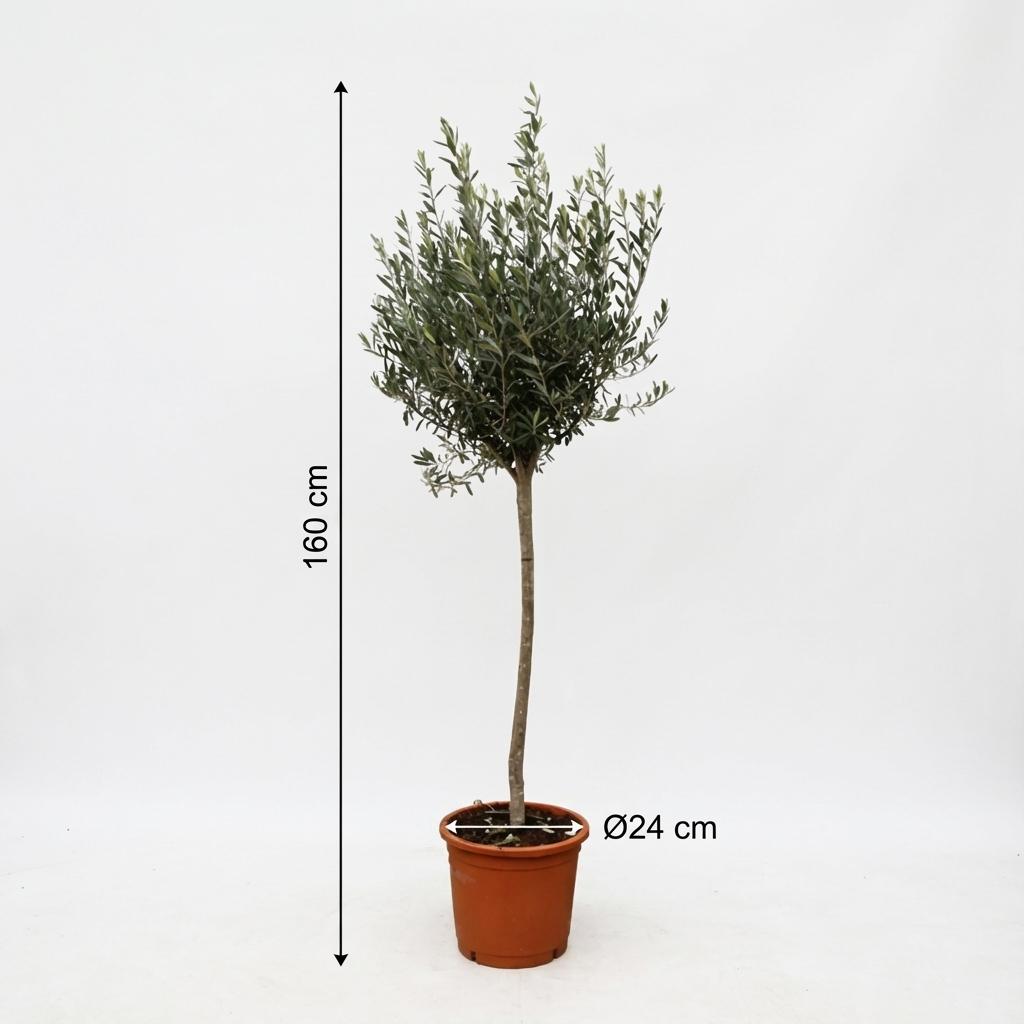 Europaea auf Stamm – Olivenbaum – Ø24 cm – ↕160 cm – Mediterrane Pflanze