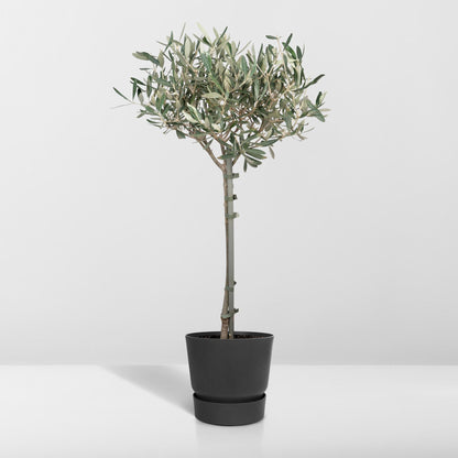 Europaea auf Stamm – Olivenbaum – Ø19 cm – ↕90 cm – Mediterrane Pflanze