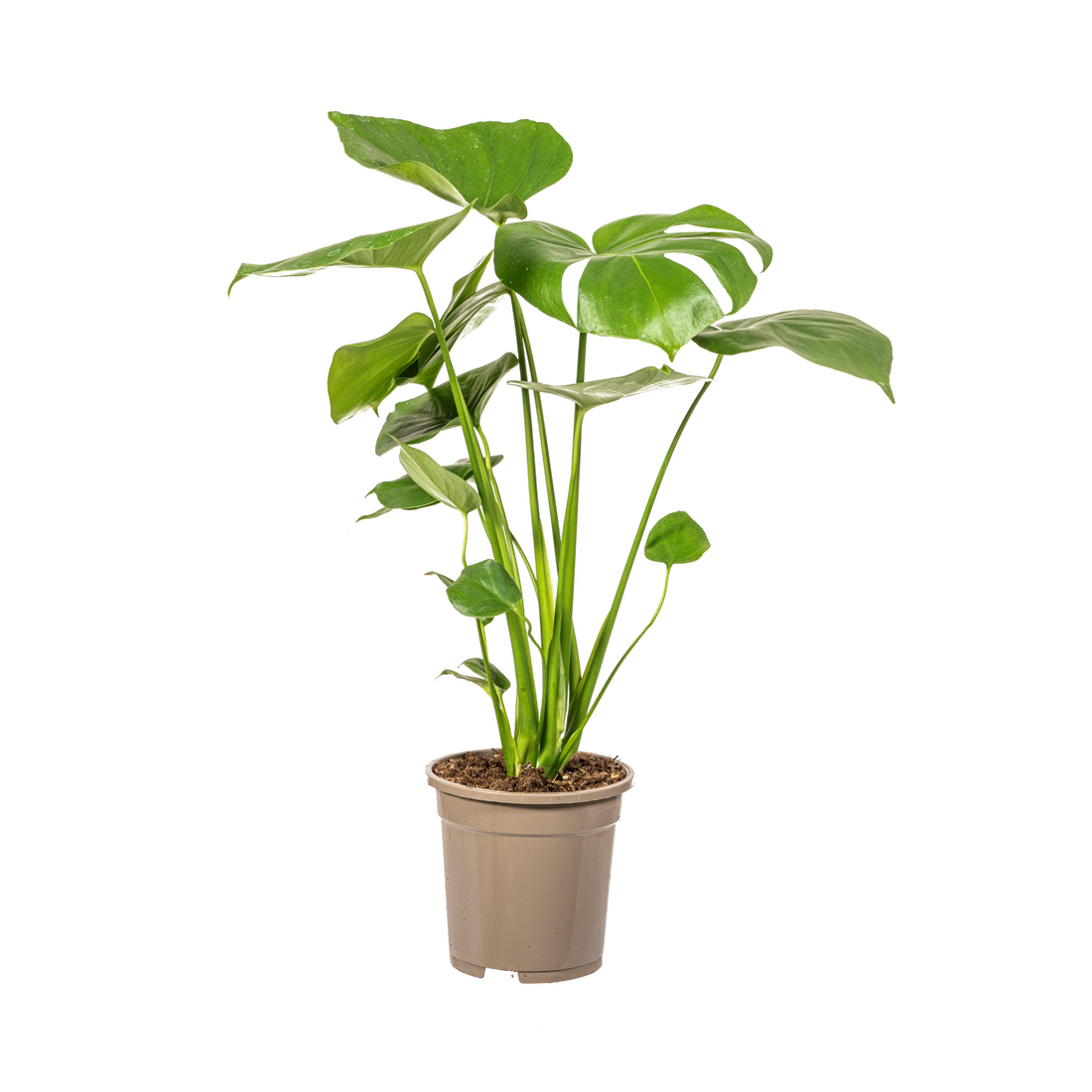 Monstera Deliciosa Tauerii – Exklusive Fensterblatt Zimmerpflanze ø17 - ↕50 - 70cm