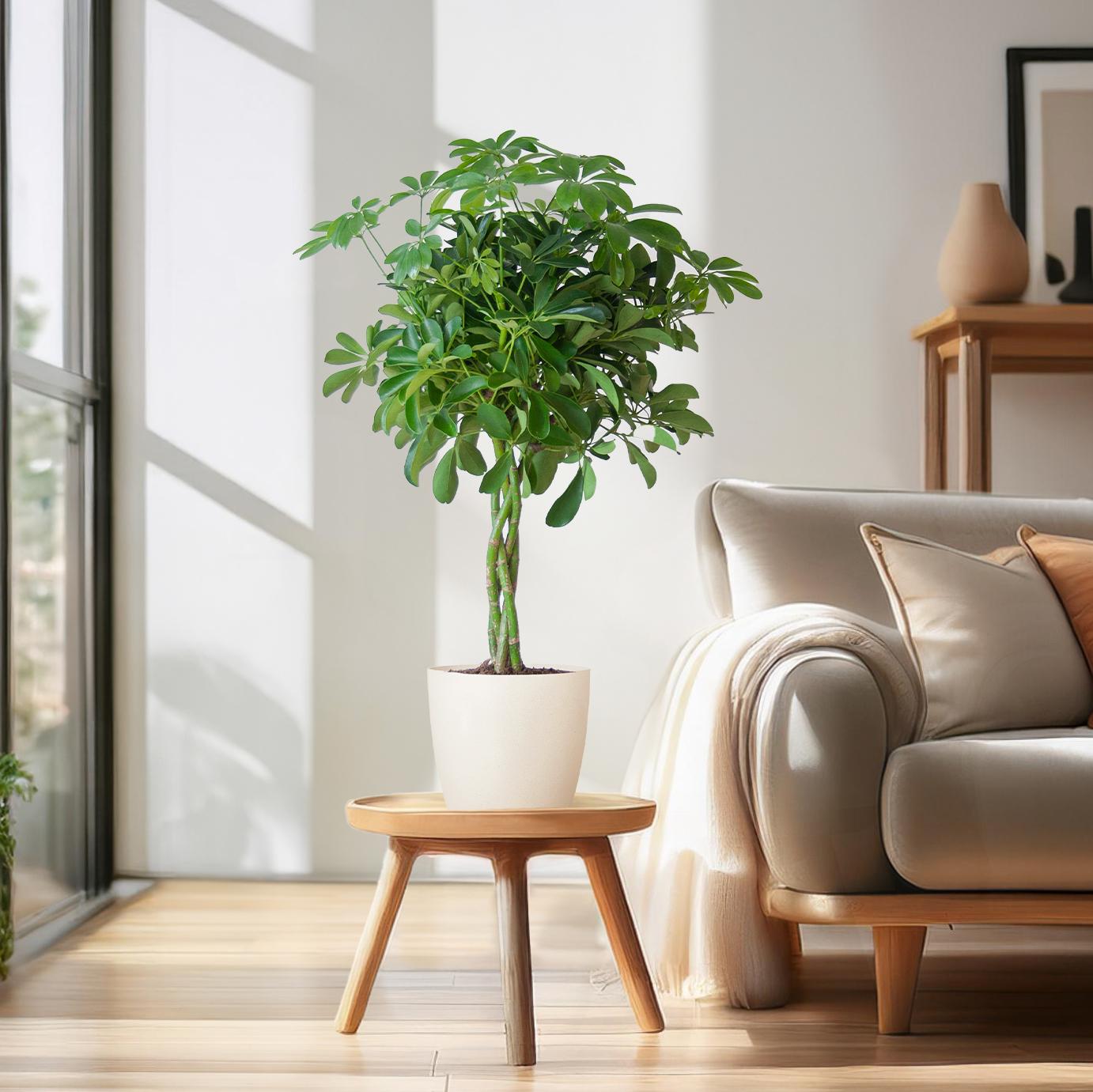 Schefflera Arab Nora mit Viber weiß – 70 cm – Ø21