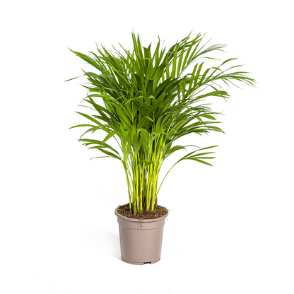 Dypsis Areca Lutescens (Areca-Palme / Goldfruchtpalme) Ø19cm - ↕80 - 100cm