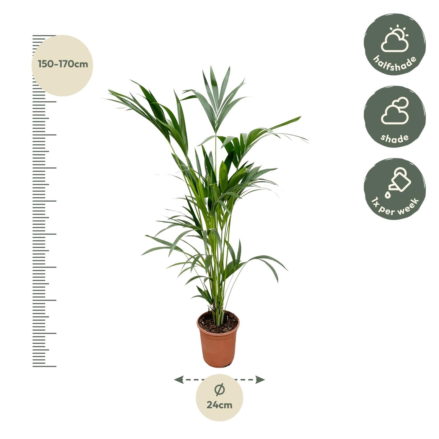 Kentia Palme – Elegante, pflegeleichte Zimmerpalme ø24cm - ↕160cm