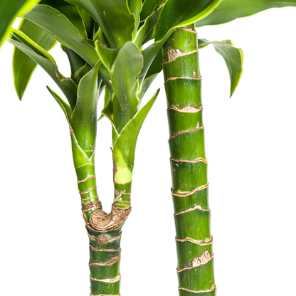 Dracaena Deremensis Dorado – Tropische Zimmerpflanze mit gelb-grünen Blättern Ø24cm - ↕120 - 140cm