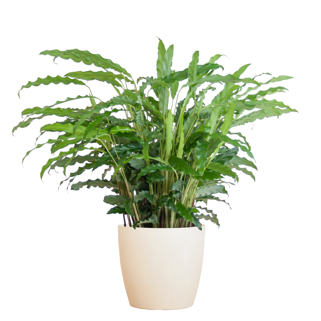Calathea Rufibarba mit Viber weiß - 55cm - Ø17