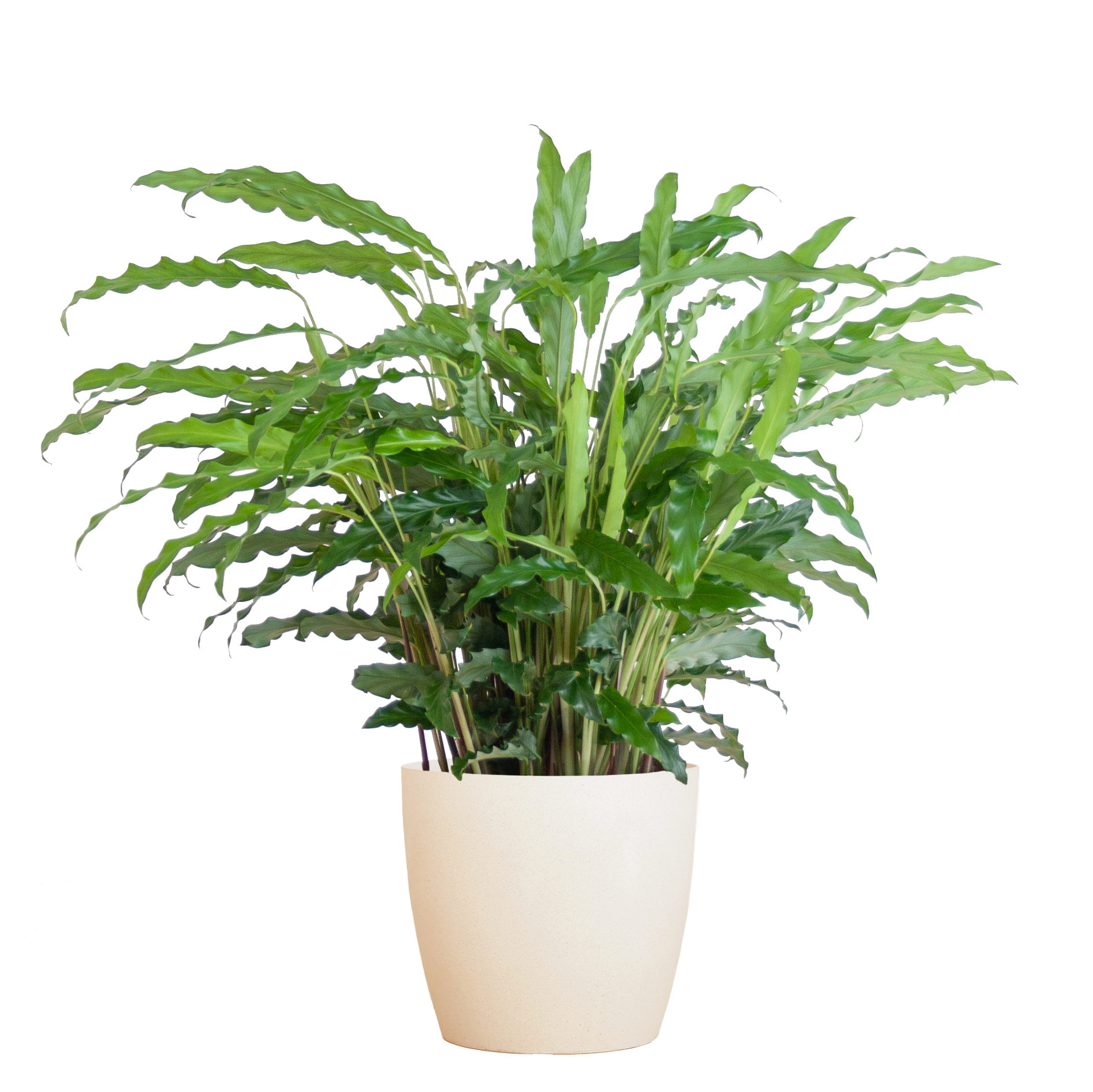 Calathea Rufibarba mit Viber weiß - 55cm - Ø17