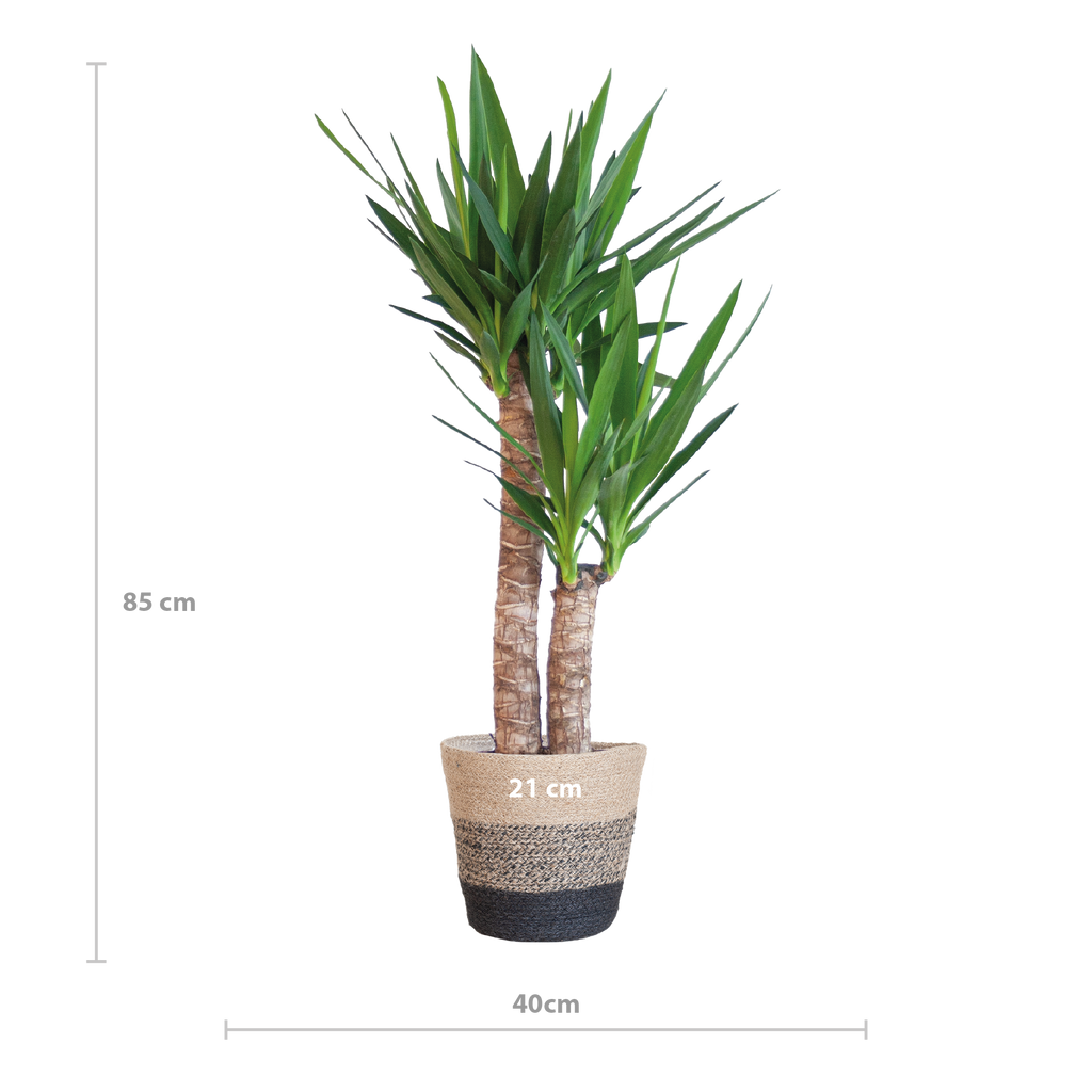 Yucca Elephantipes mit Korb Lissabon Schwarz - 90cm - Ø21