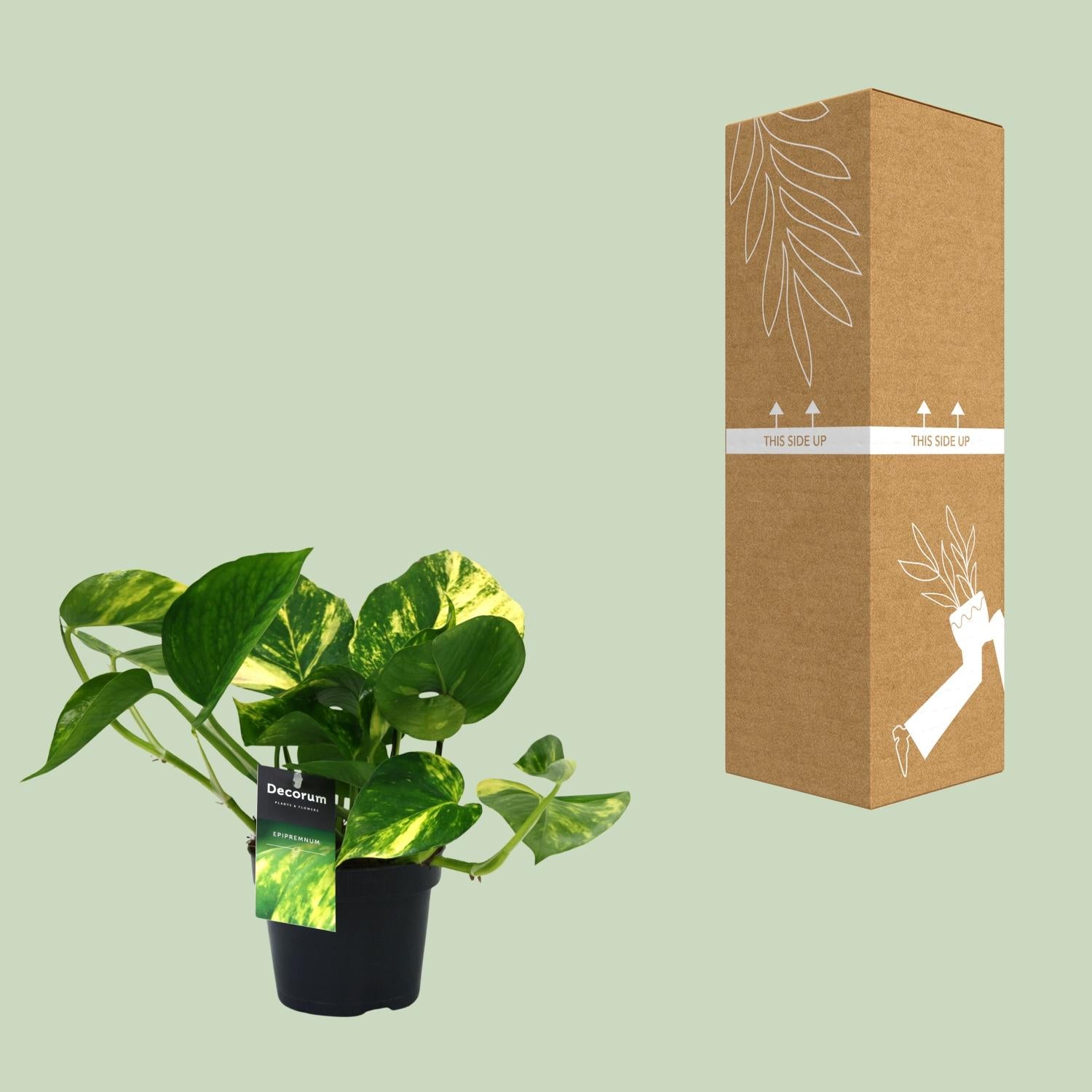 PROMO – Scindapsus Aureum (Efeutute) – Ø12 cm – ↕25 cm – Pflegeleichte Hängepflanze
